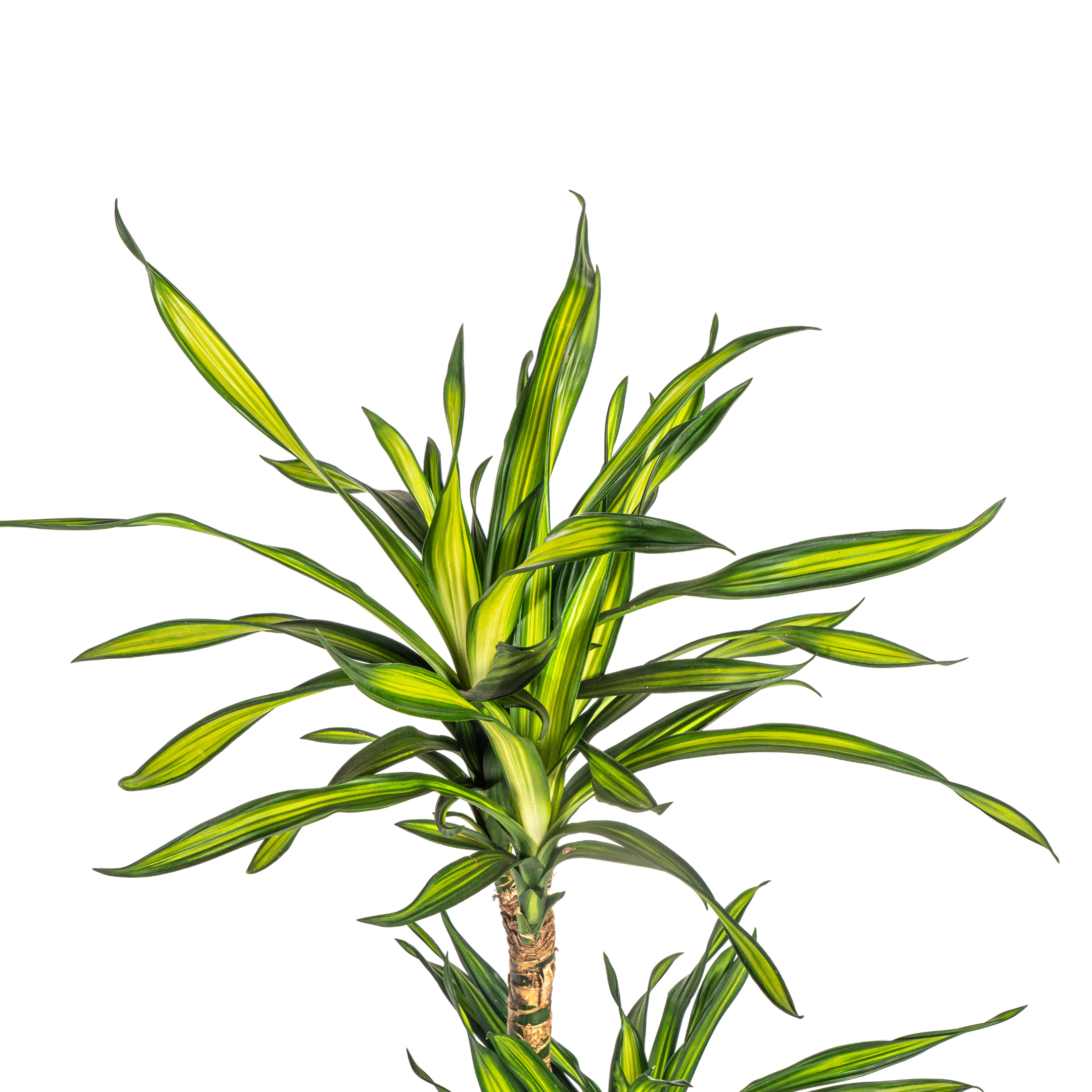 K&k pflanzen Dracaena Deremensis Rikki Ø21cm - ↕100cm (4250308314194)