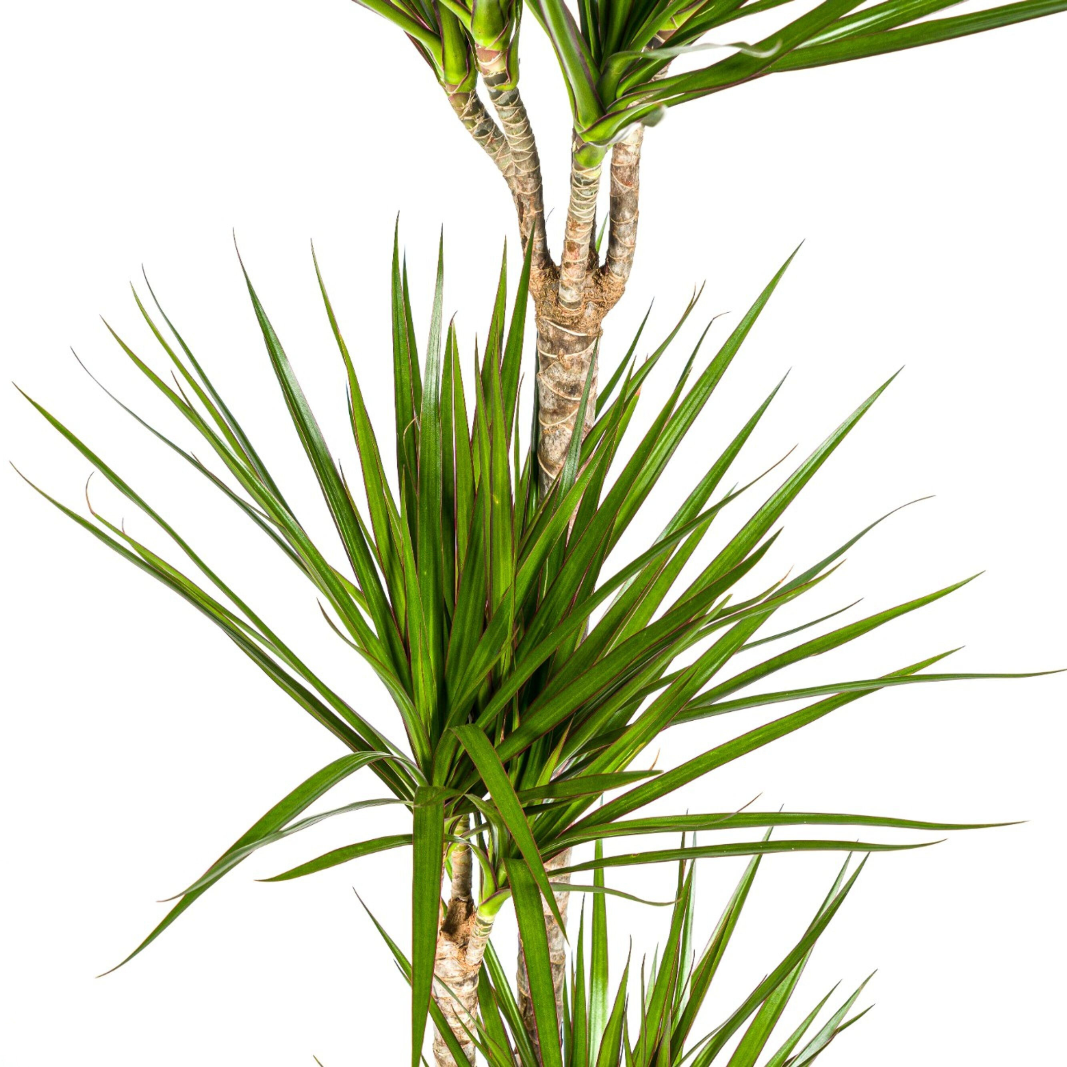 K&k pflanzen Dracaena Marginata Green Ø24cm - ↕140cm (4250308312862)