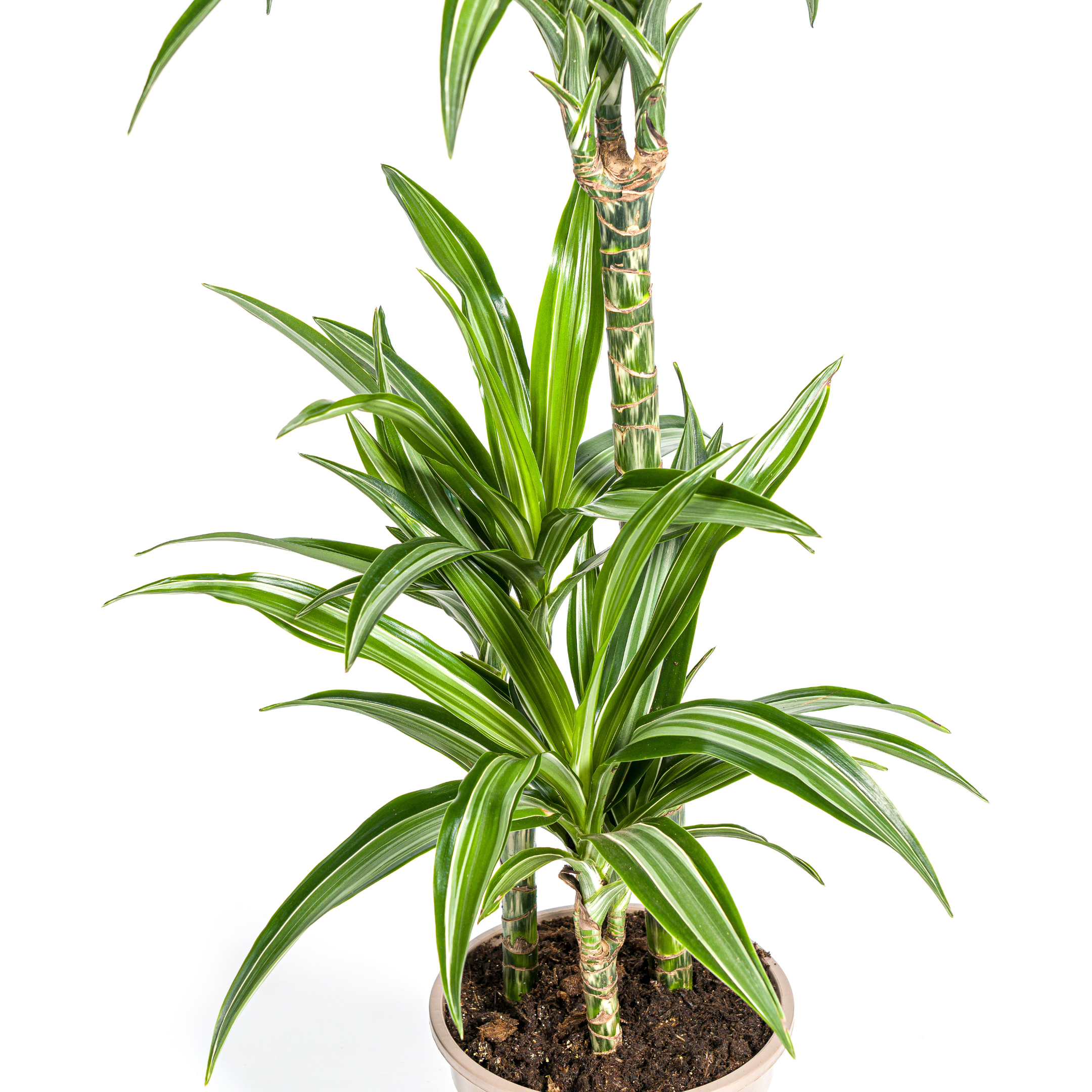K&k pflanzen Dracaena Deremensis White Stripe Ø21cm - ↕100cm (4250308312732)