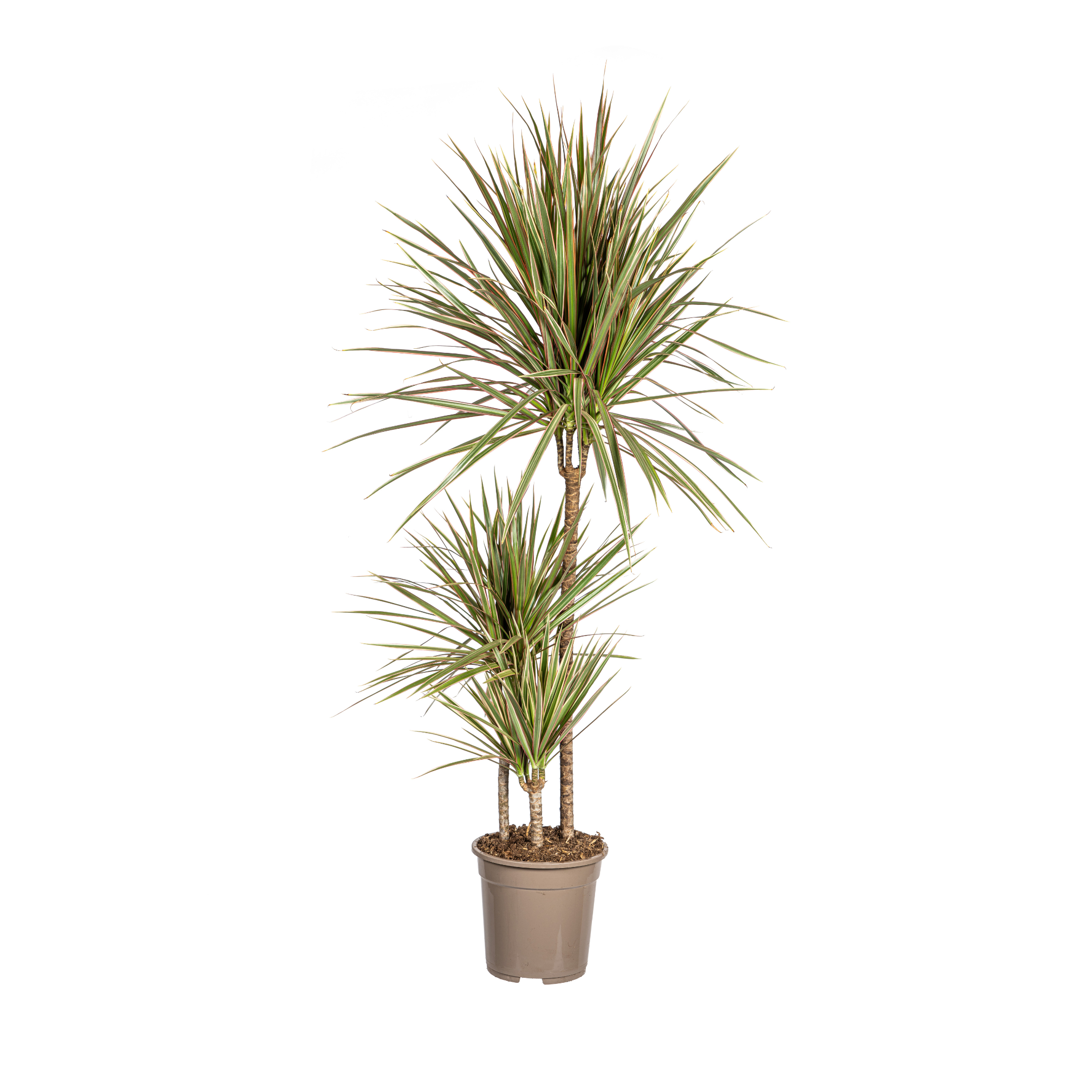 K&k pflanzen Dracaena Marginata Bicolor Ø21cm - ↕120cm (4250308314453)