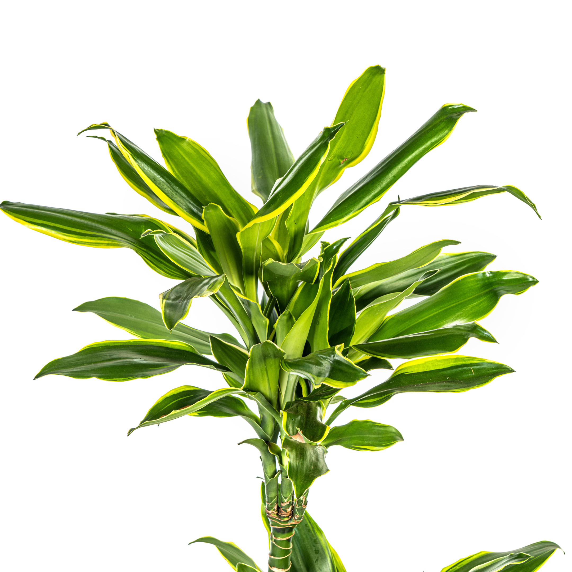 K&k pflanzen Dracaena Fragrans Golden Coast Ø21cm - ↕100cm (4250308314378)