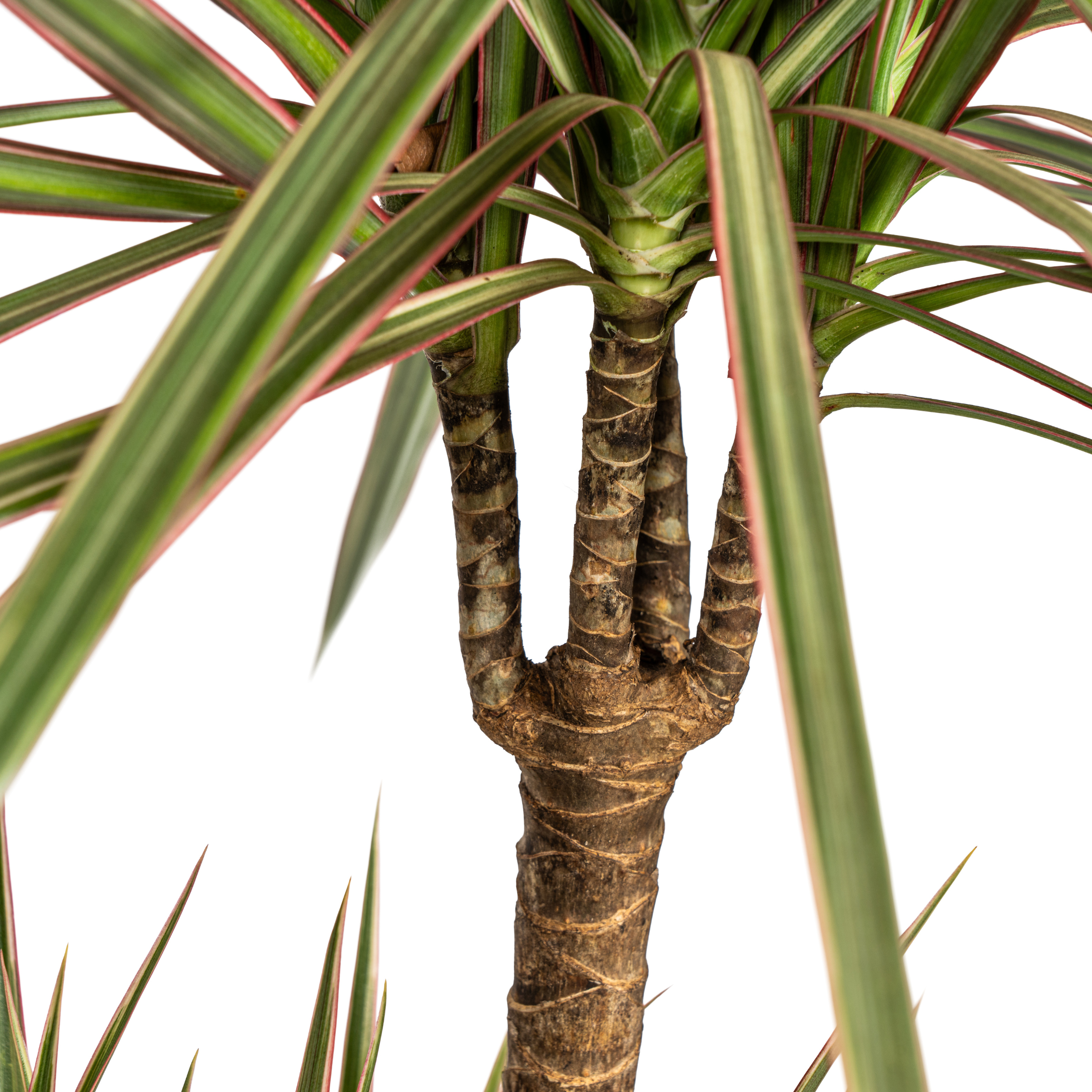 K&k pflanzen Dracaena Marginata Bicolor Ø21cm - ↕120cm (4250308314453)