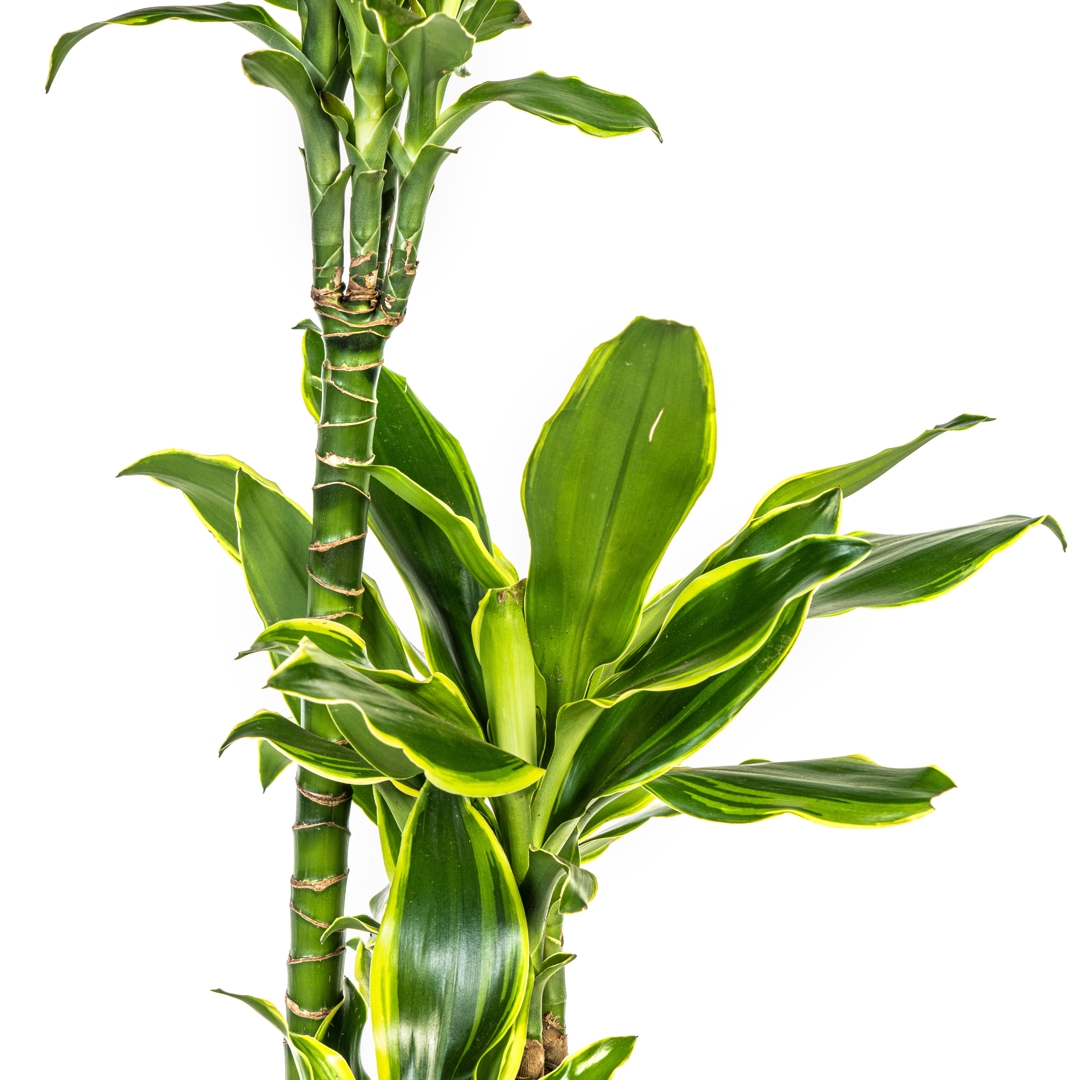 K&k pflanzen Dracaena Fragrans Golden Coast Ø21cm - ↕100cm (4250308314378)