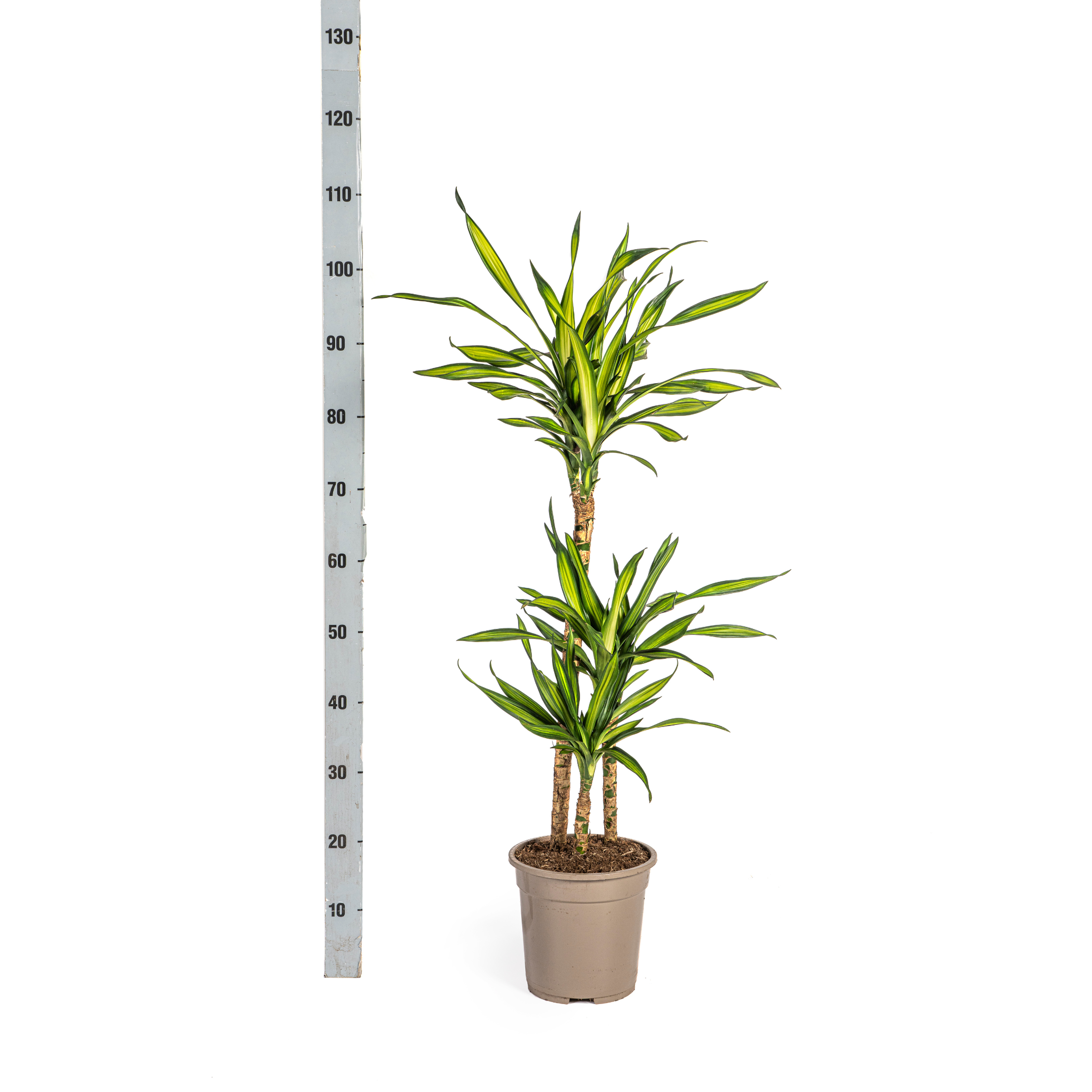 K&k pflanzen Dracaena Deremensis Rikki Ø21cm - ↕100cm (4250308314194)