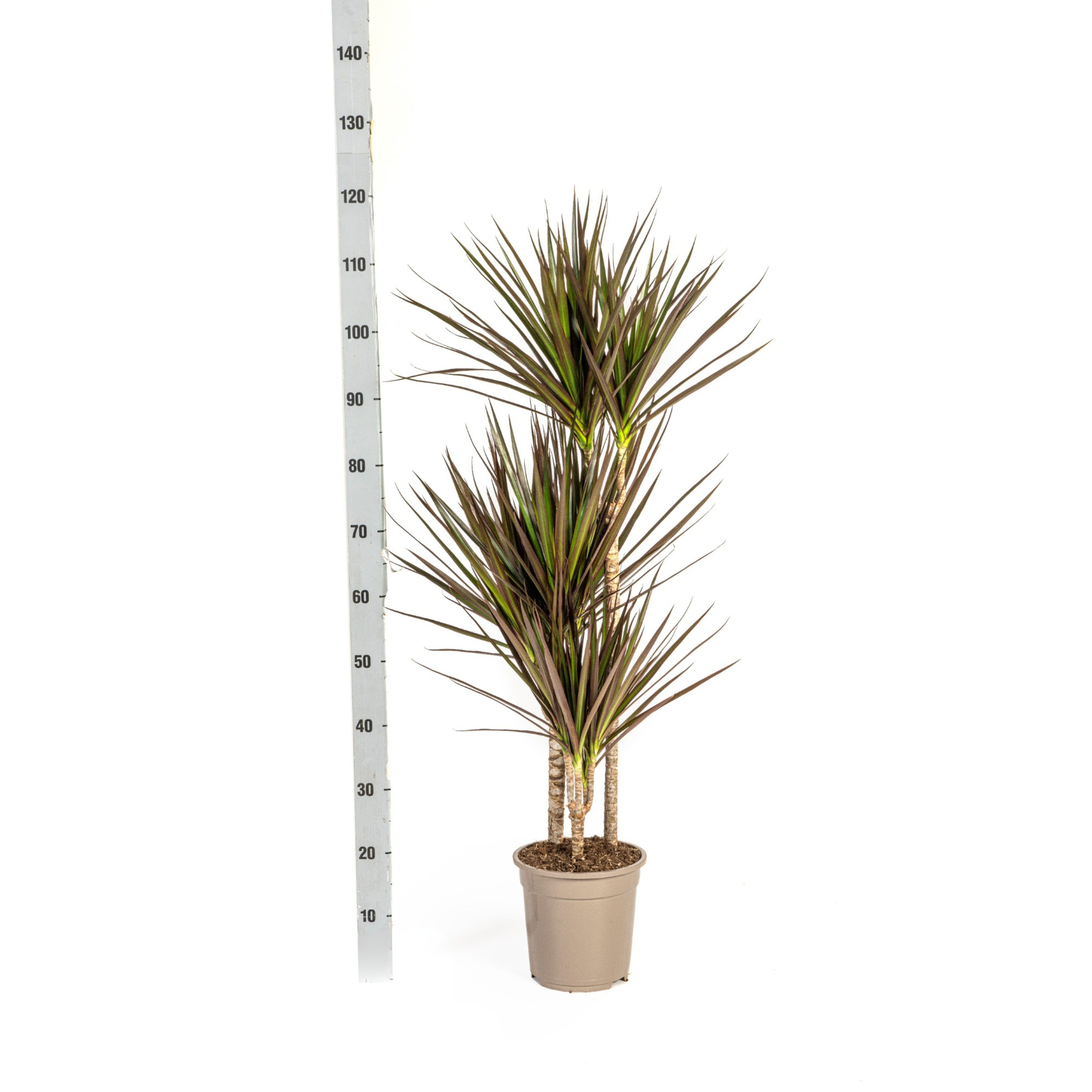 K&k pflanzen Dracaena Marginata Magenta Ø21cm - ↕120cm (4250308314644)