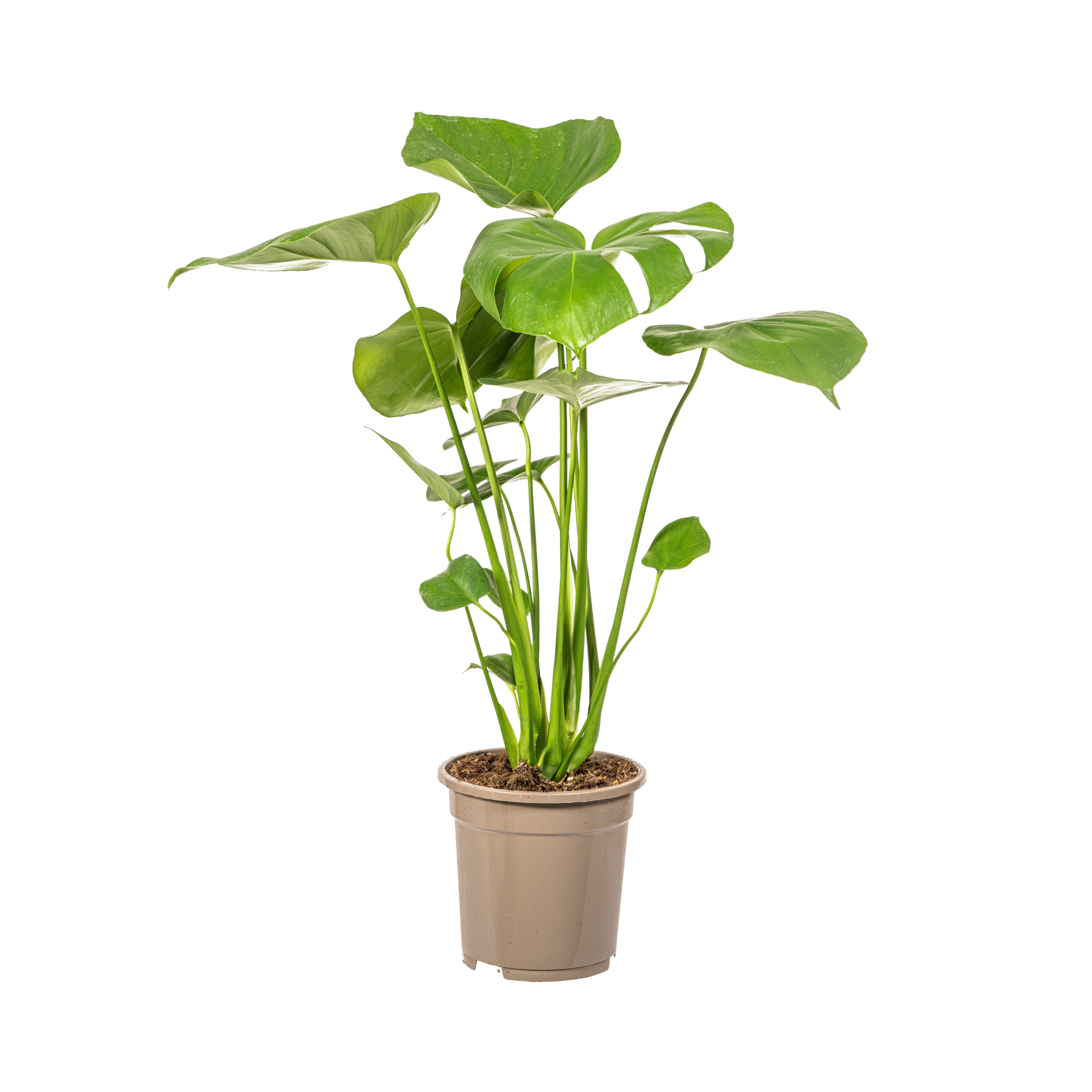 K&k pflanzen Monstera Deliciosa Tauerii Ø17cm - ↕60cm (4250308316334)