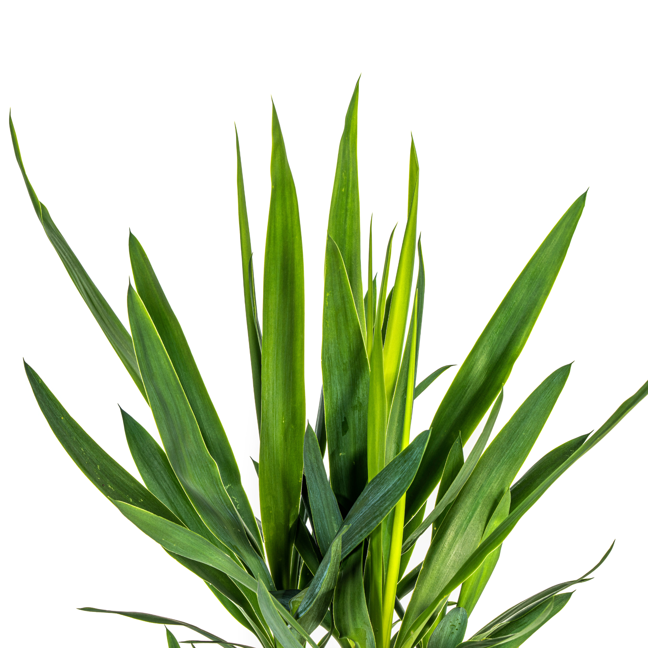 K&k pflanzen Yucca Elephantipes Ø19cm - ↕80cm (4250308315627)
