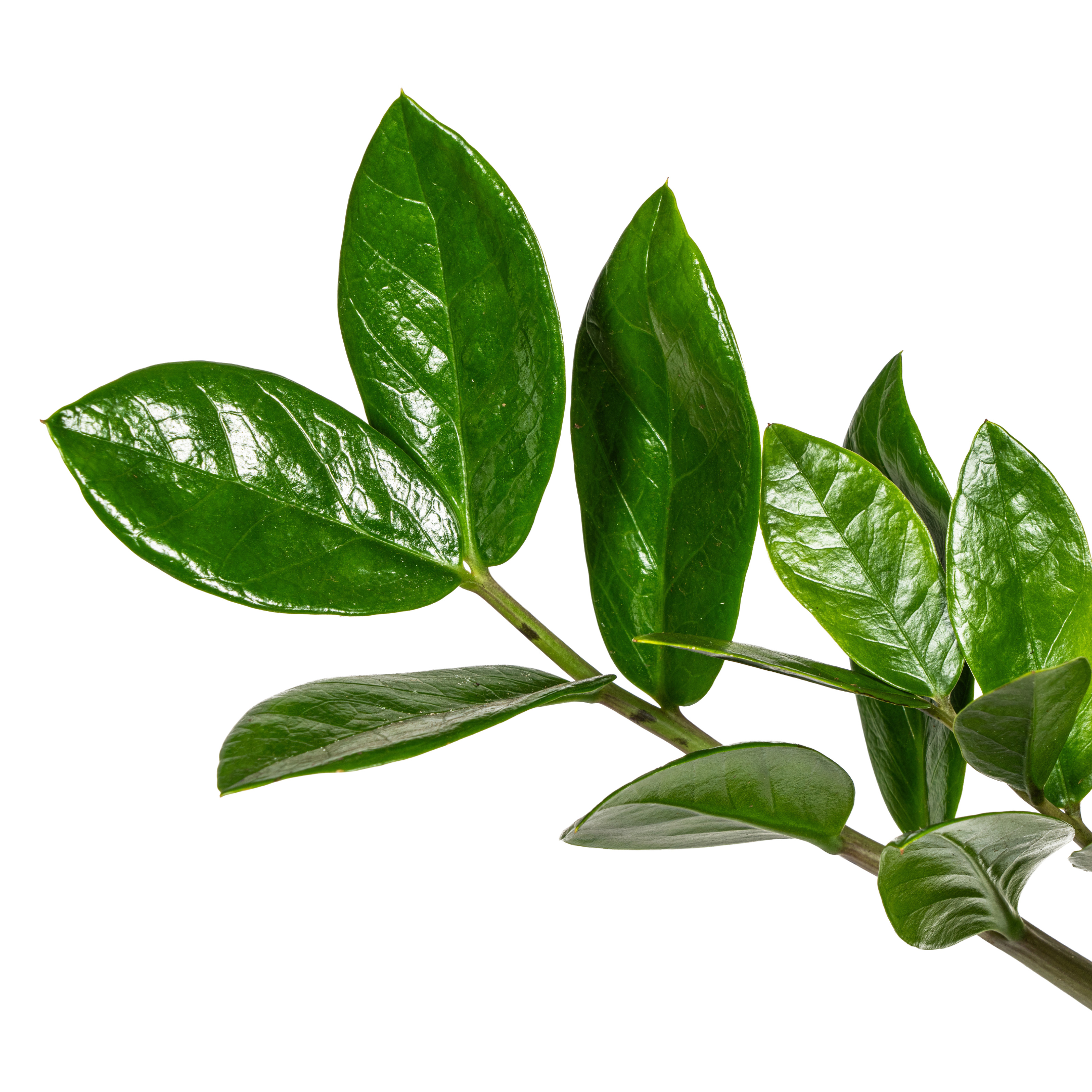 K&k pflanzen Zamioculcas Zamiifolia Ø17cm - ↕40-50cm (4250308316372)
