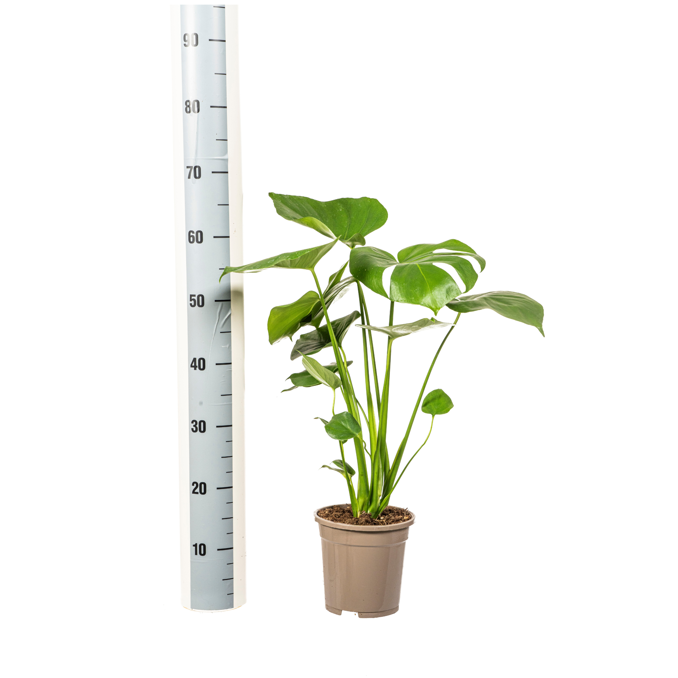 K&k pflanzen Monstera Deliciosa Tauerii Ø17cm - ↕60cm (4250308316334)