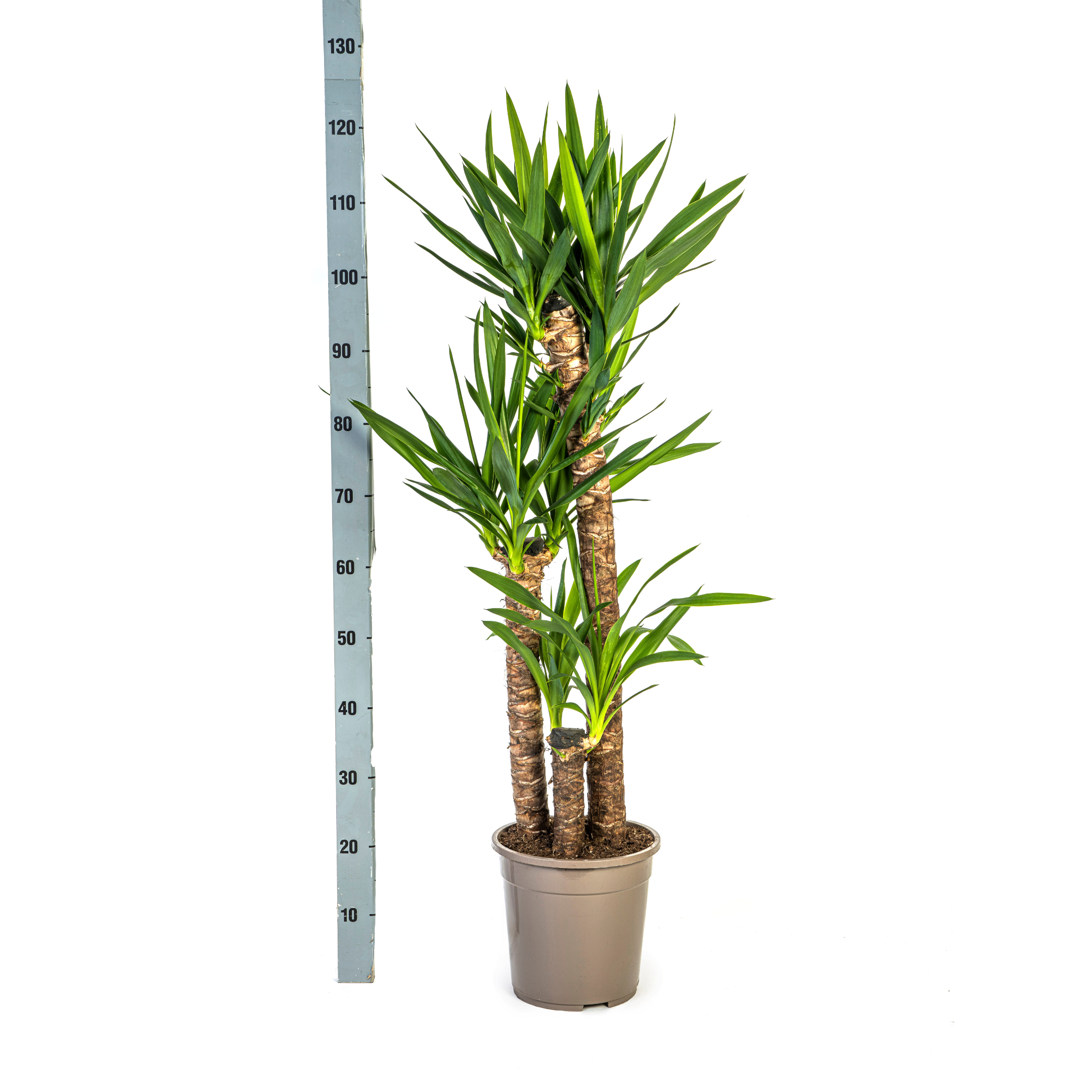 K&k pflanzen Yucca Elephantipes Ø24cm - ↕130cm (4250308315603)