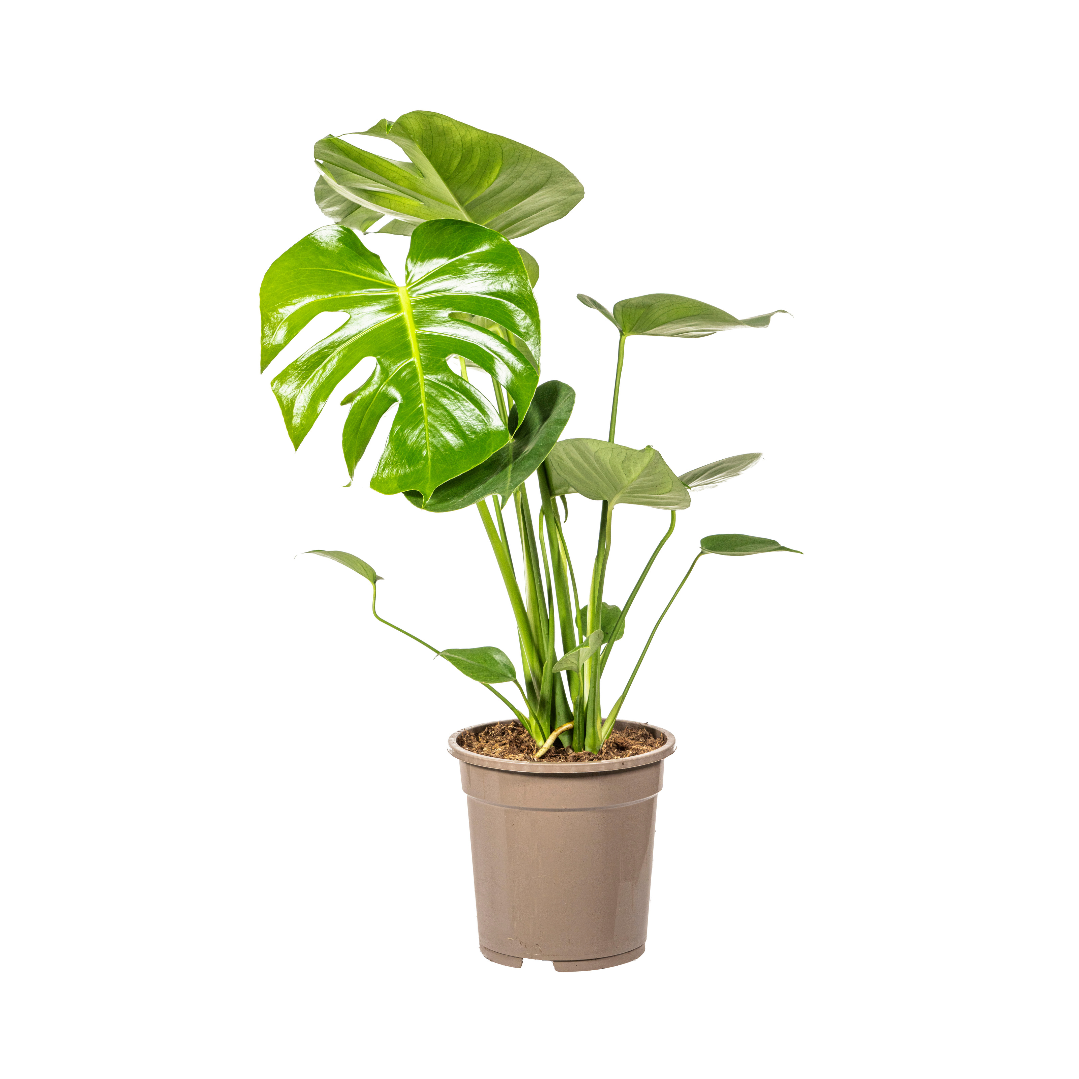 K&k pflanzen Monstera Deliciosa Tauerii Ø19cm - ↕80cm (4250308316341)