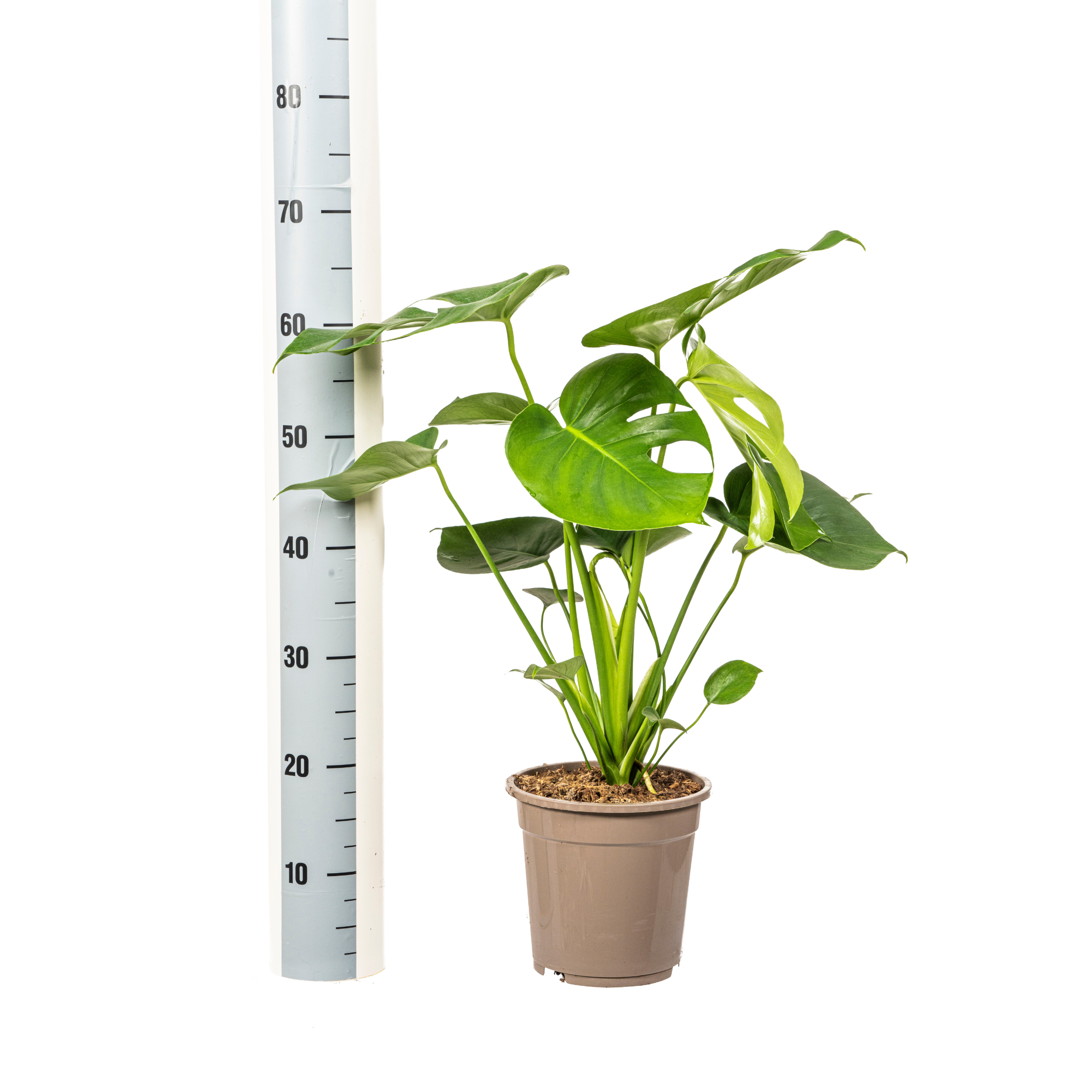K&k pflanzen Monstera Deliciosa Tauerii Ø19cm - ↕80cm (4250308316341)