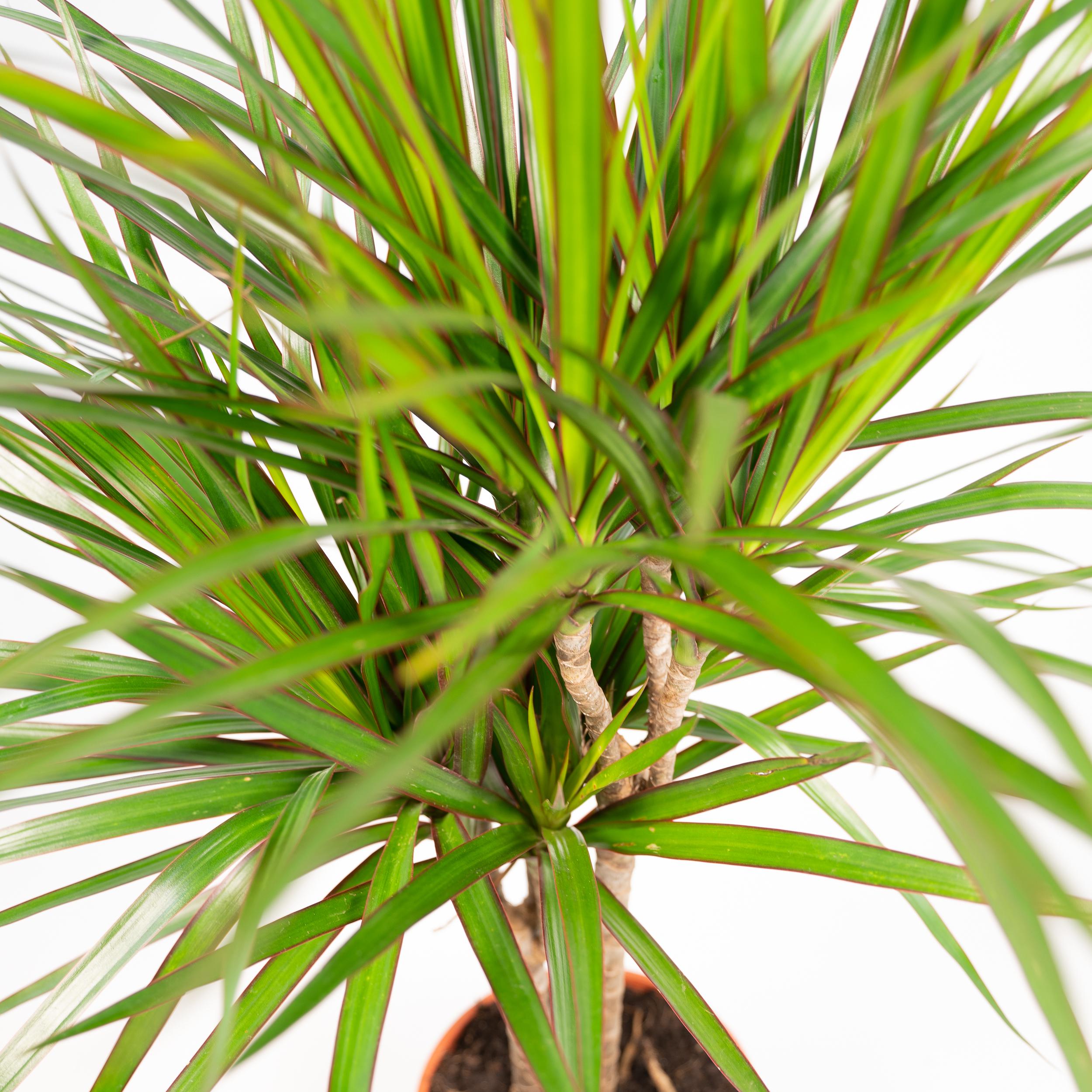 Everyplants Dracaena Marginata - Ø21cm - ↕120cm (7440845833808)