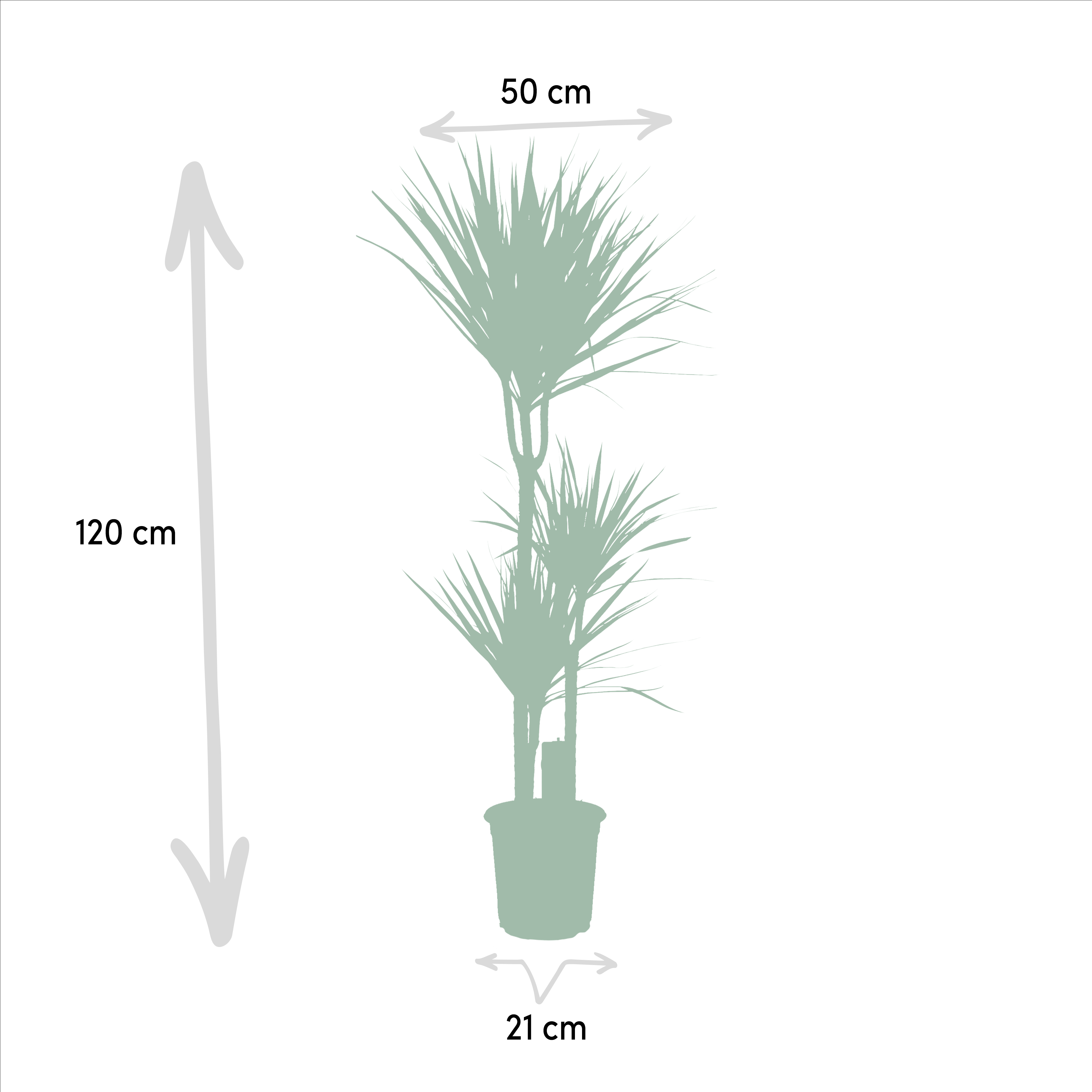 Everyplants Dracaena Marginata - Ø21cm - ↕120cm (7440845833808)