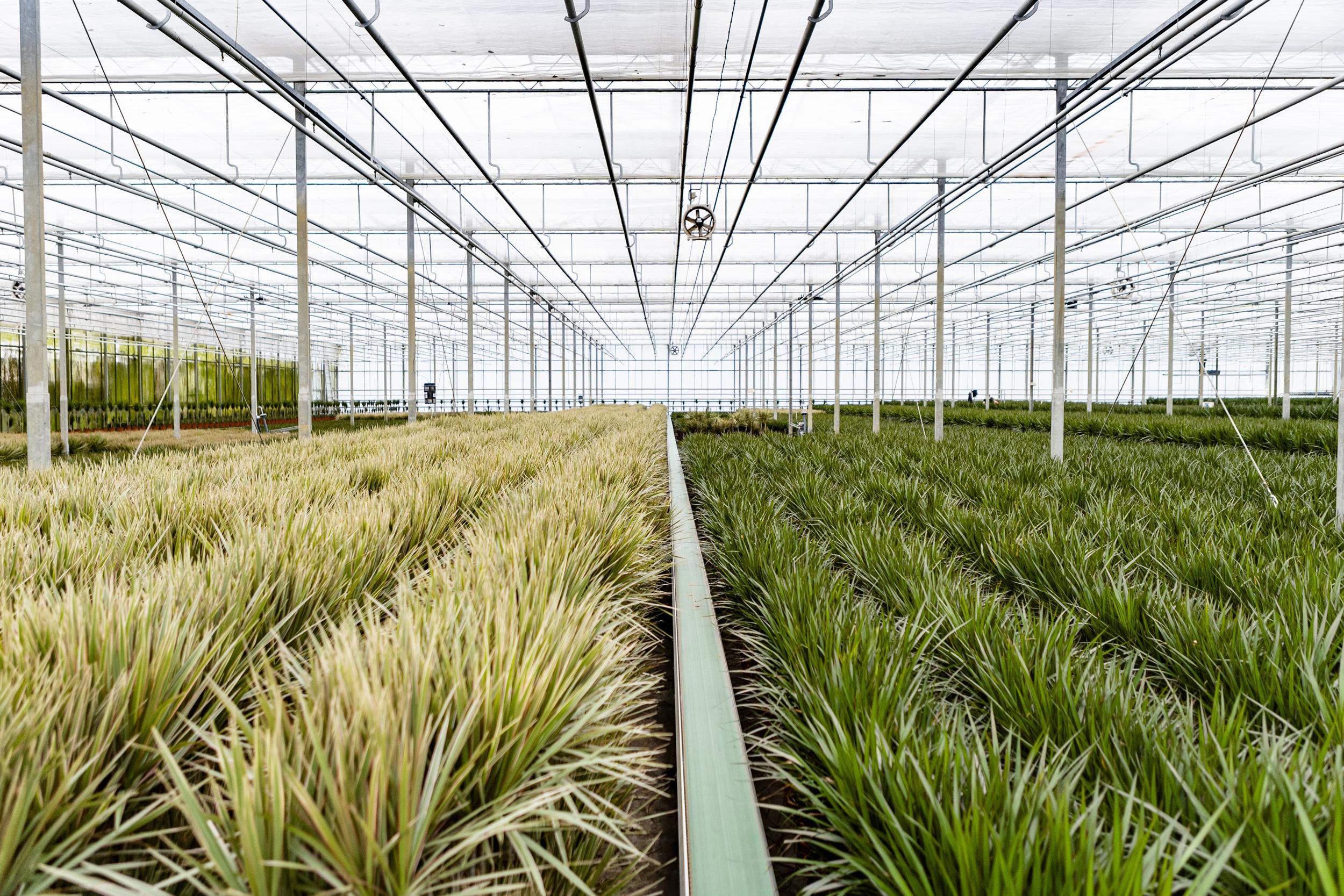 Everyplants Dracaena Marginata - Ø21cm - ↕120cm (7440845833808)