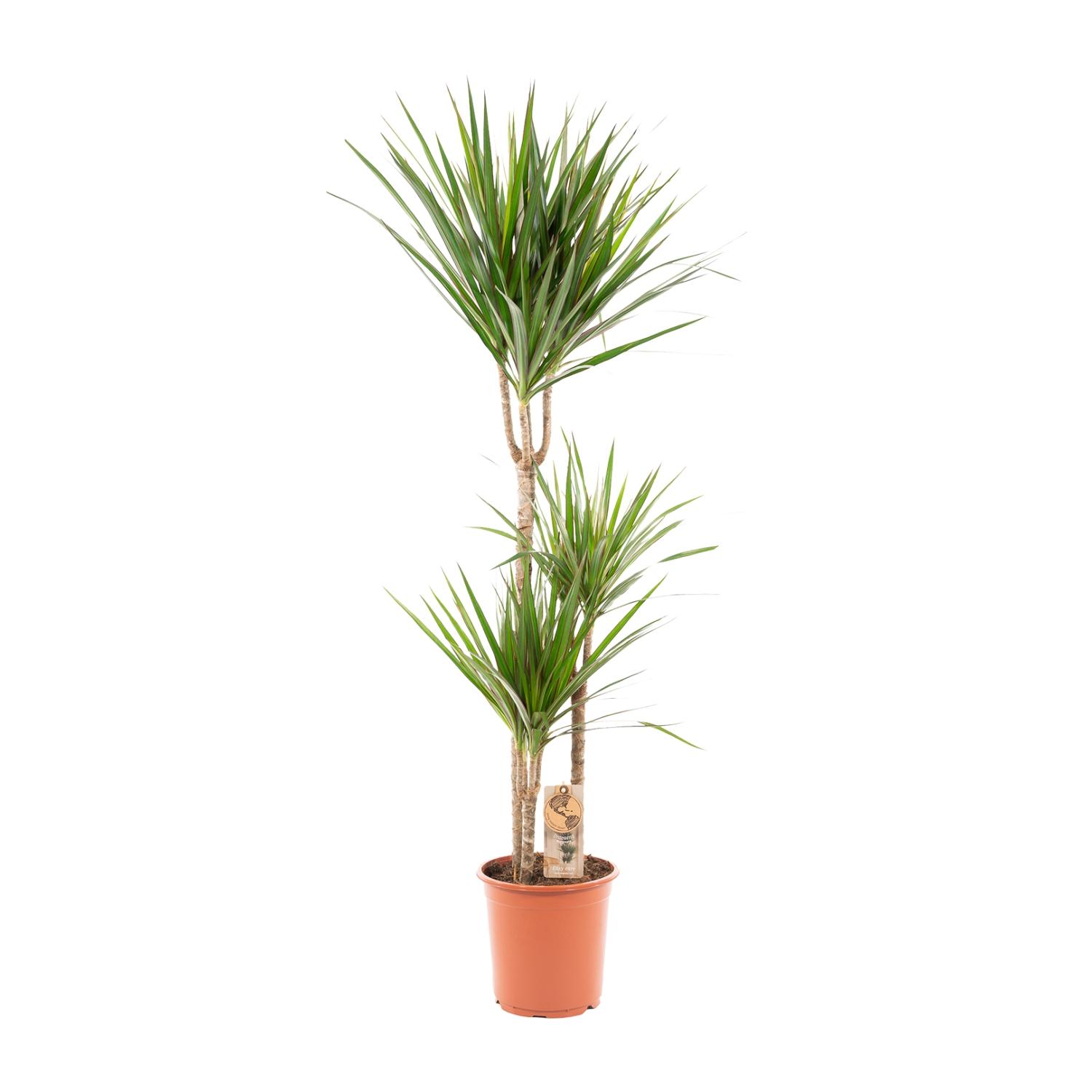 Everyplants Dracaena Marginata - Ø21cm - ↕120cm (7440845833808)