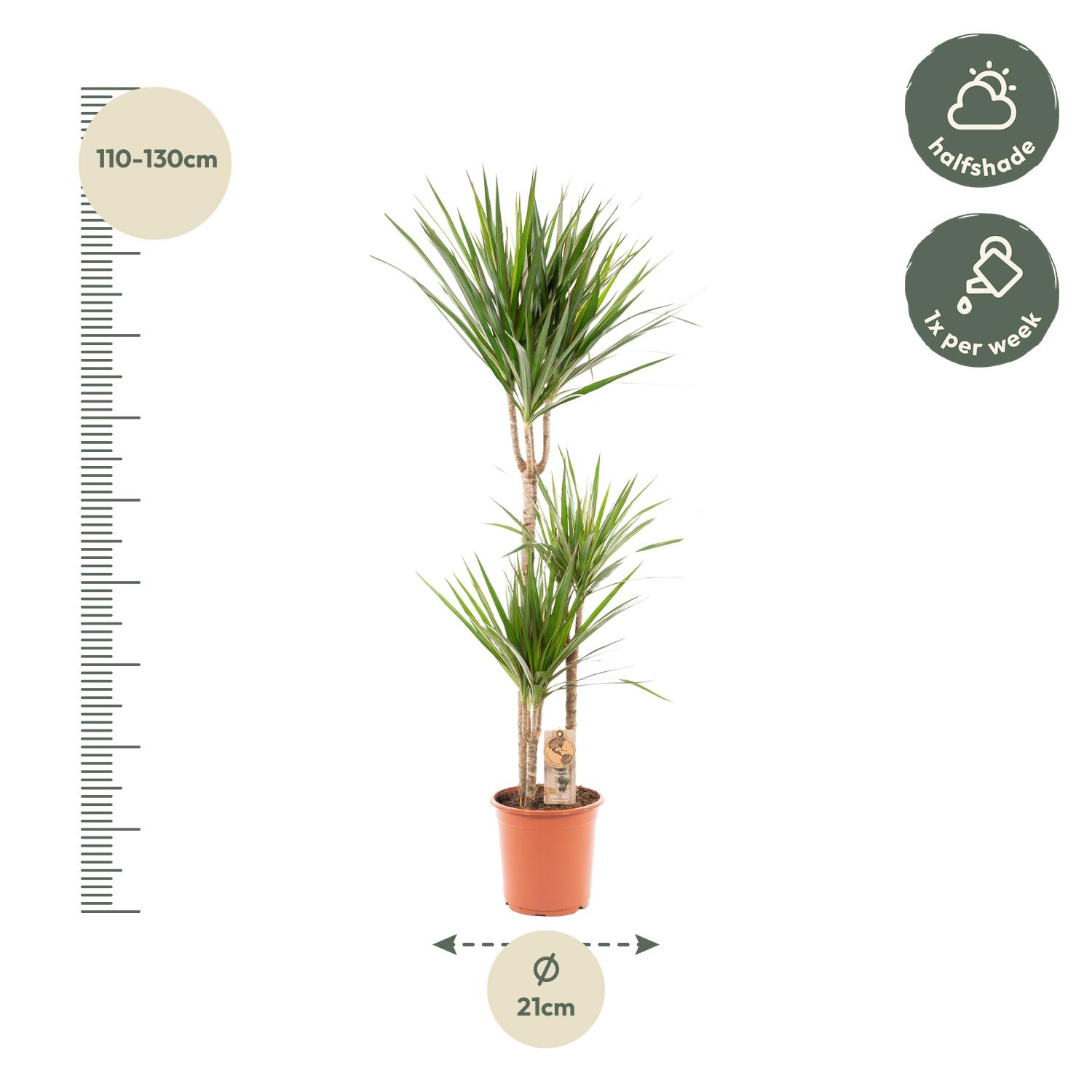 Everyplants Dracaena Marginata - Ø21cm - ↕120cm (7440845833808)