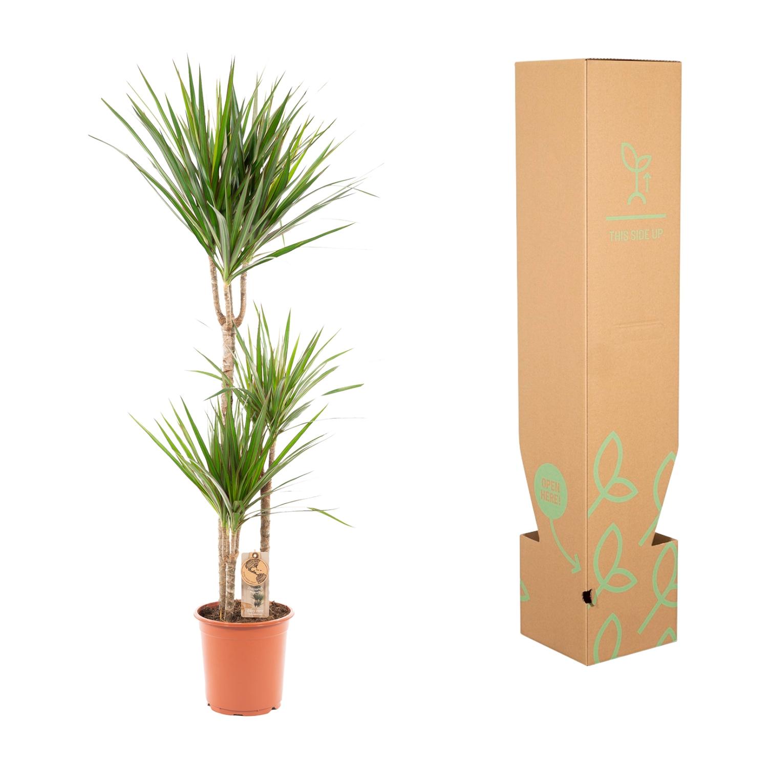 Everyplants Dracaena Marginata - Ø21cm - ↕120cm (7440845833808)