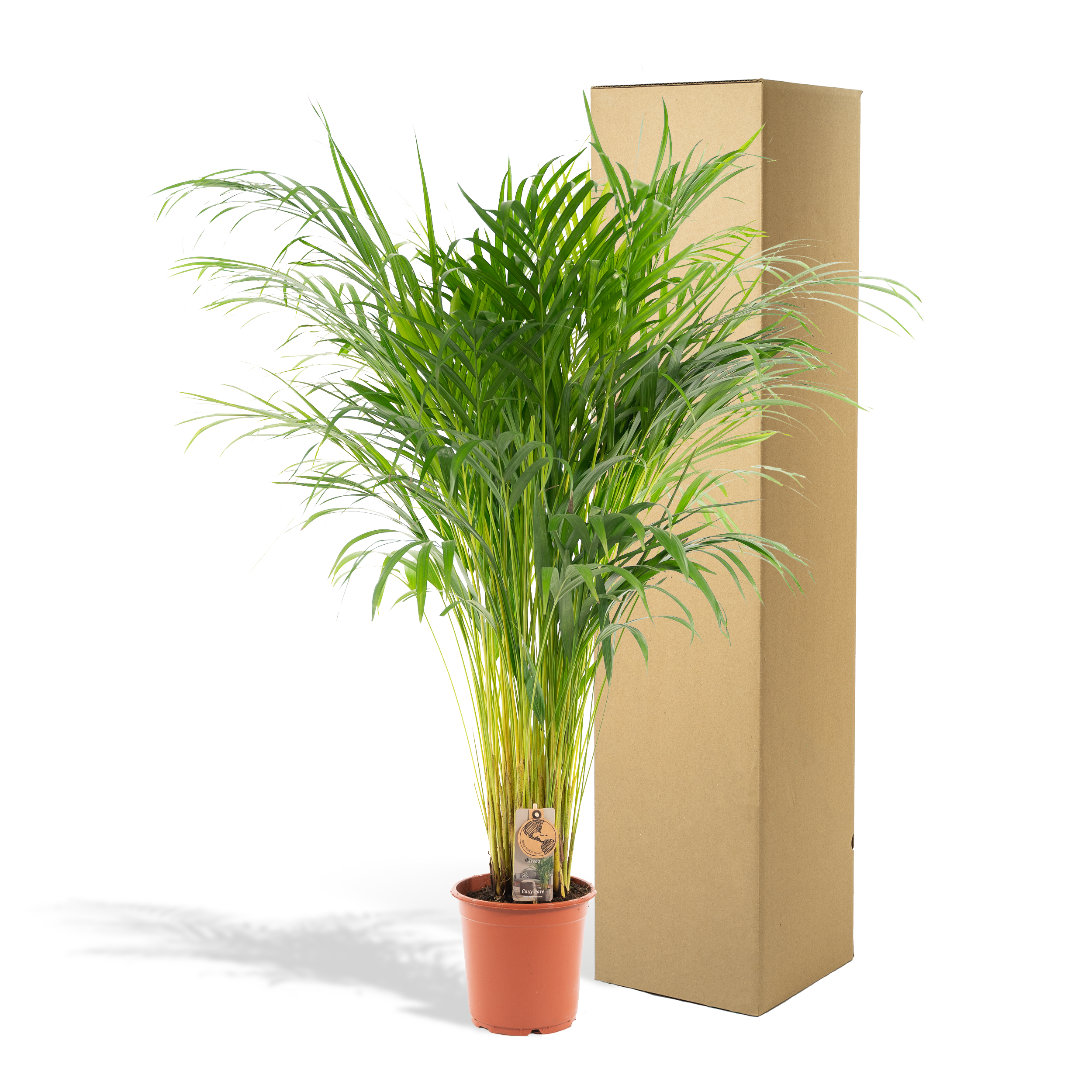 Everyplants Areca palm - Ø21cm - ↕110cm (7440845831866)