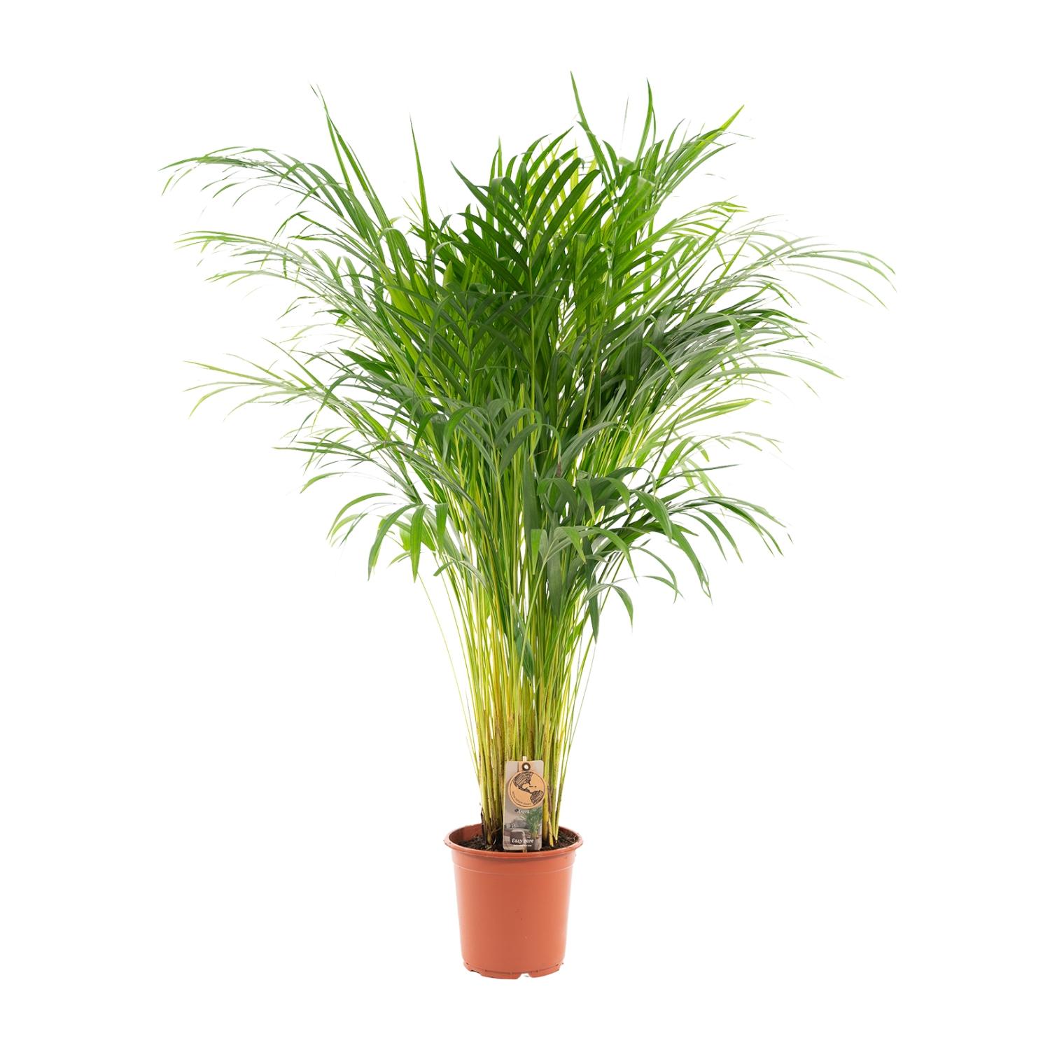 Everyplants Areca palm - Ø21cm - ↕110cm (7440845831866)