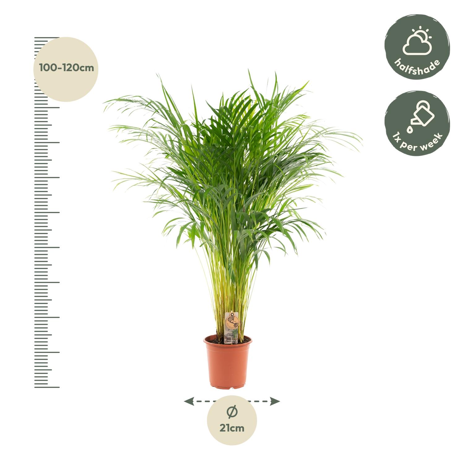 Everyplants Areca palm - Ø21cm - ↕110cm (7440845831866)