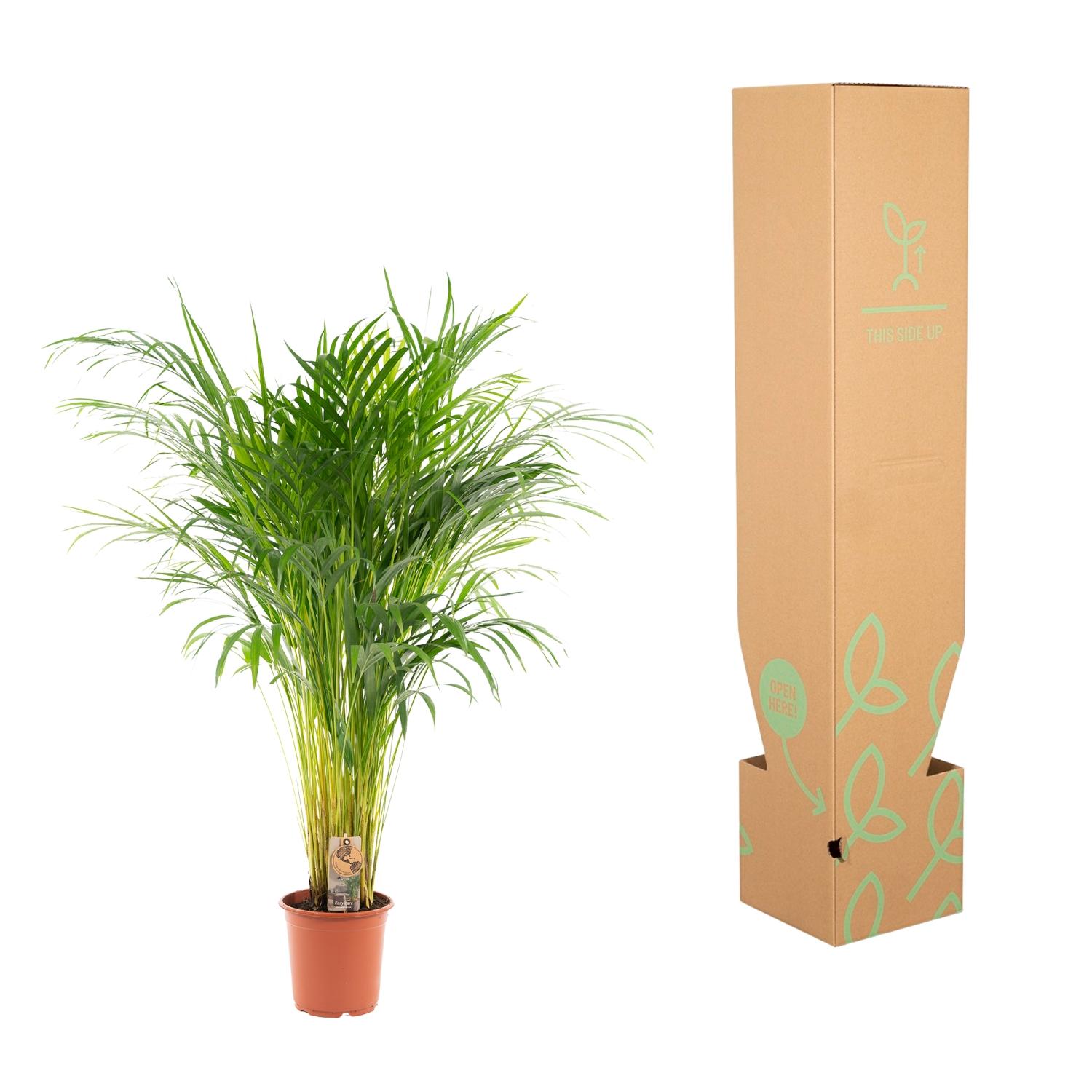 Everyplants Areca palm - Ø21cm - ↕110cm (7440845831866)