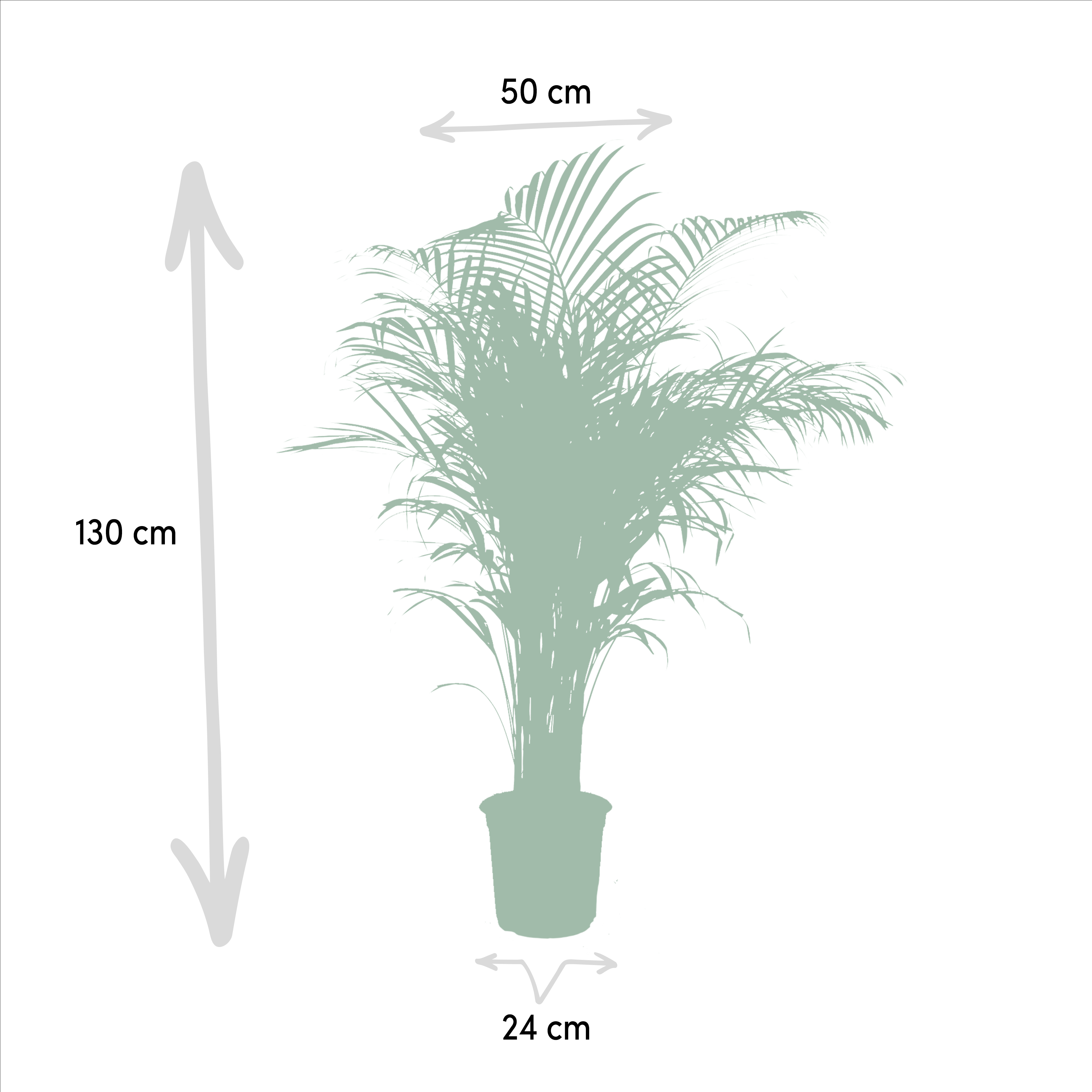 Everyplants Areca palm - Ø24cm - ↕130cm (7440845918956)