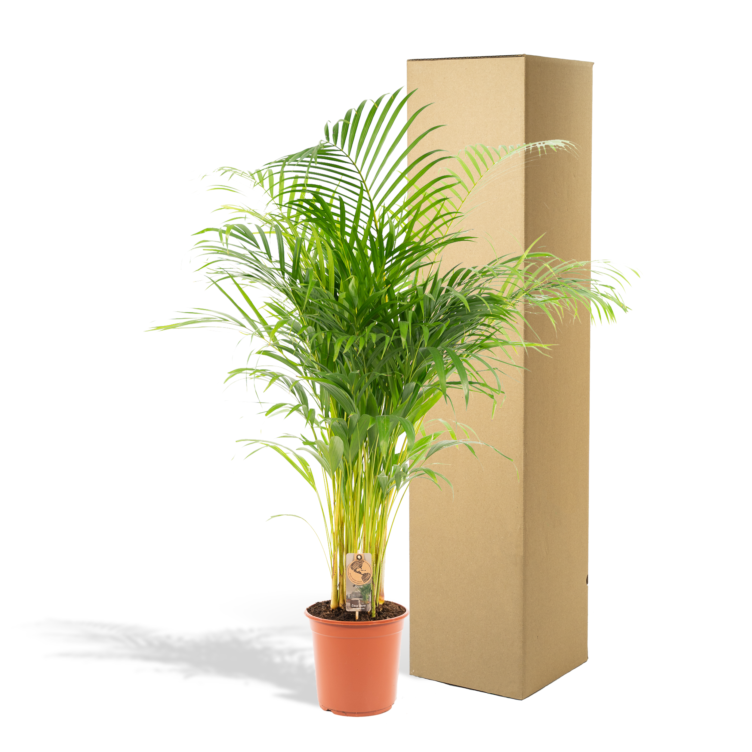 Everyplants Areca palm - Ø24cm - ↕130cm (7440845918956)