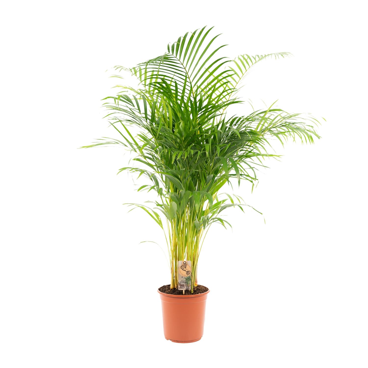 Everyplants Areca palm - Ø24cm - ↕130cm (7440845918956)