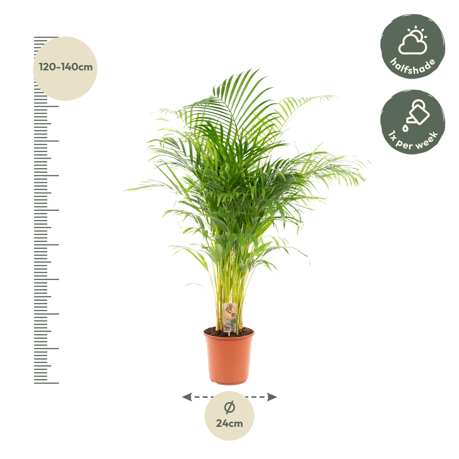 Everyplants Areca palm - Ø24cm - ↕130cm (7440845918956)