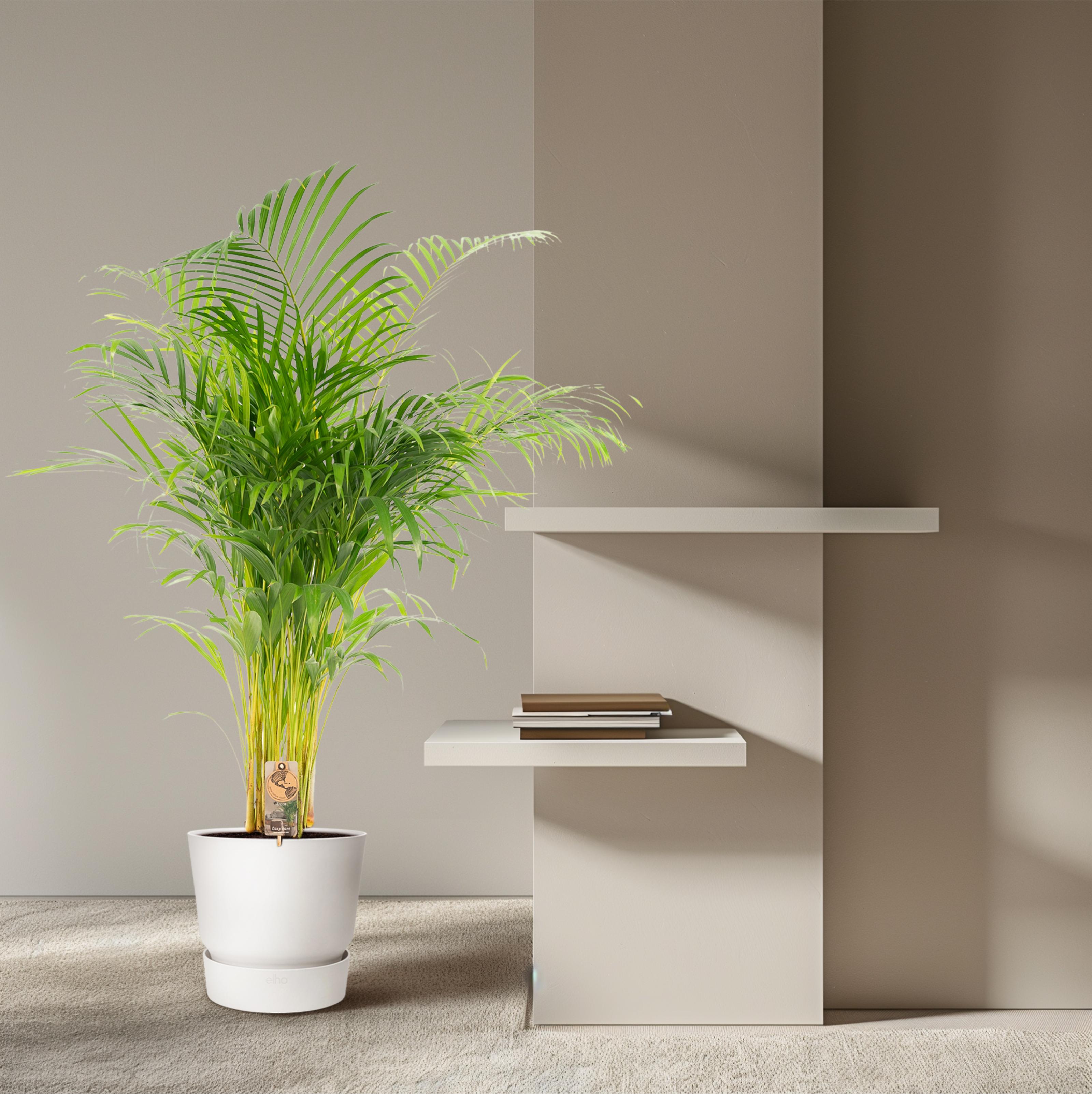 Everyplants Areca palm - Ø24cm - ↕130cm (7440845918956)