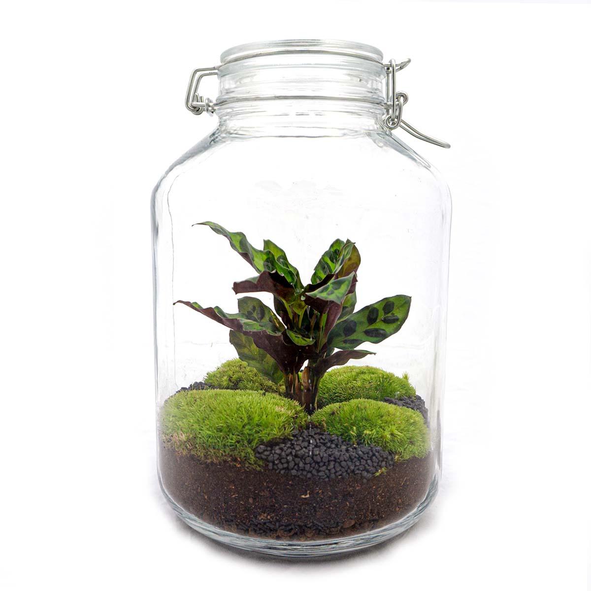 Urbanjngl DIY terrarium - Jar Calathea - ↕ 28 cm - Normal (8719327448687)
