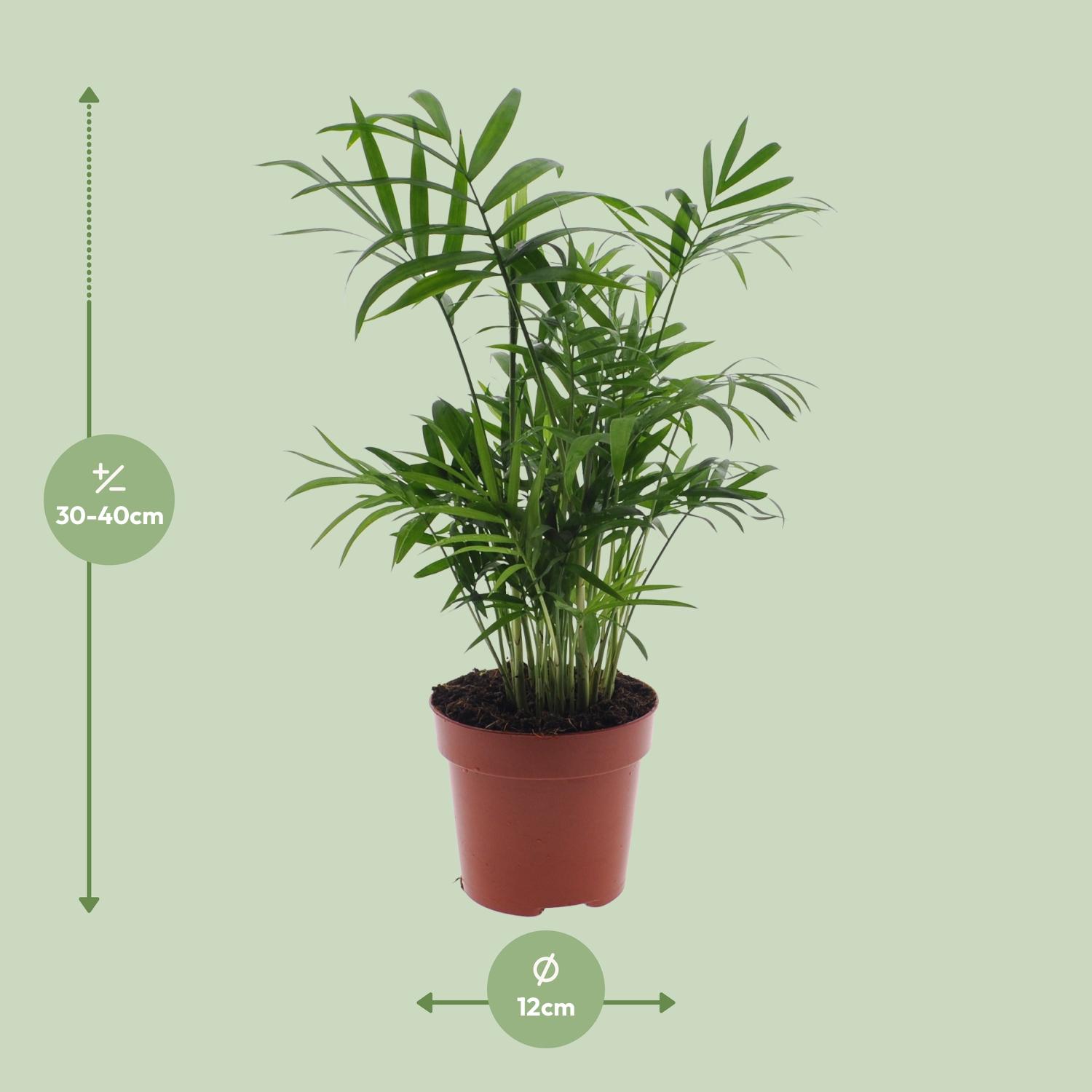 Meergroothandel Chamaedorea Elegans - Mexicaanse Bergpalm - Ø12cm - ↕40cm - Ø12 - ↨40cm (8720634284257)
