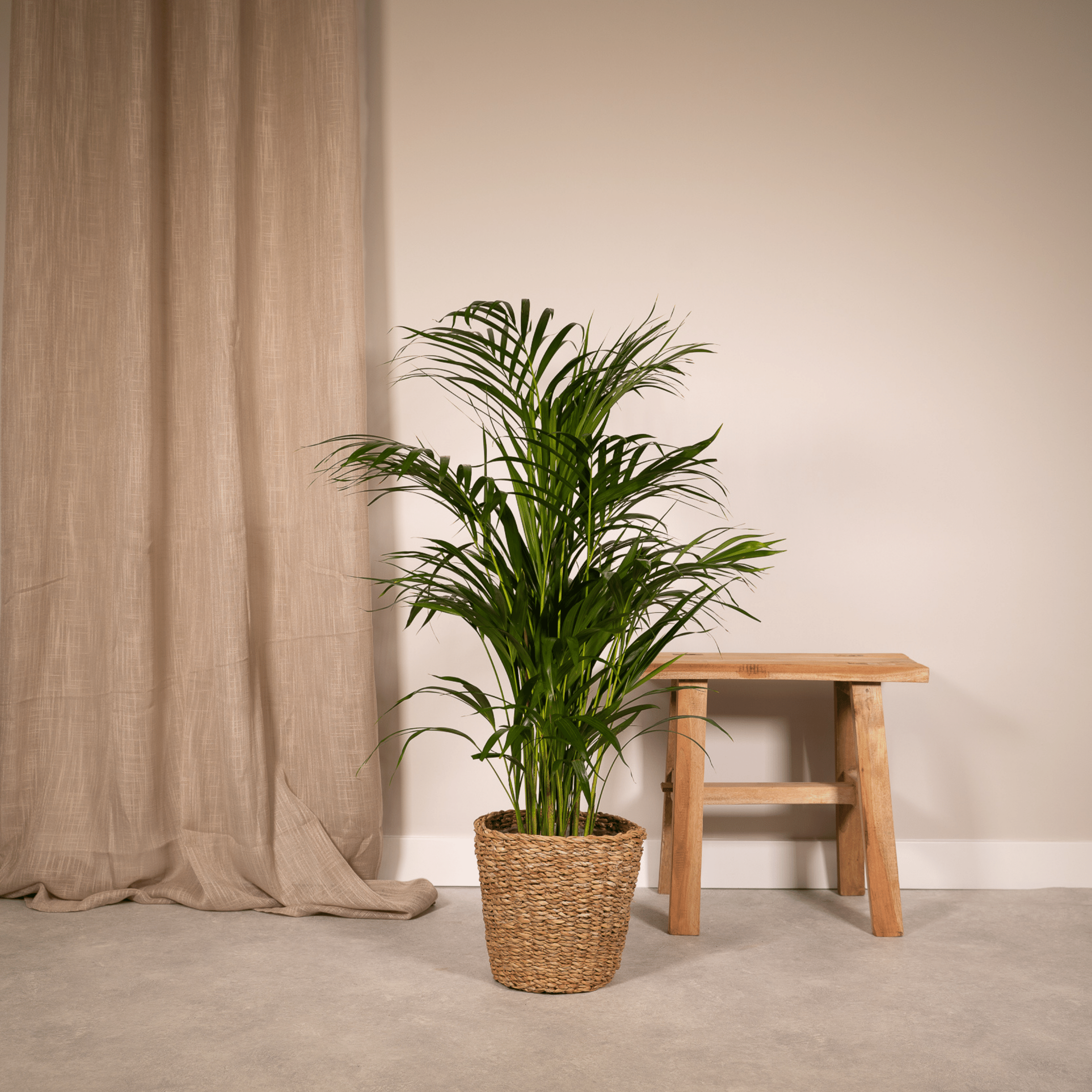 Everyplants Areca palm - Ø19cm - ↕85cm (8720634285780)