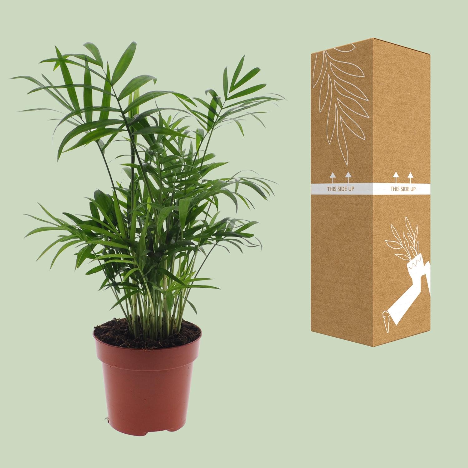 Meergroothandel Chamaedorea Elegans - Mexicaanse Bergpalm - Ø12cm - ↕40cm - Ø12 - ↨40cm (8720634284257)