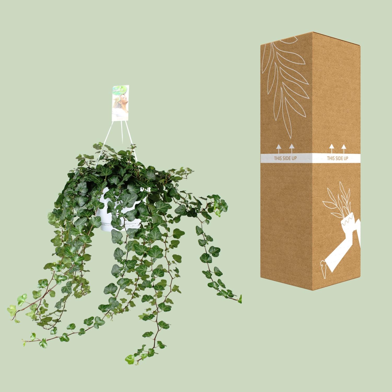 Meergroothandel Hedera Wonder Green - Ø24cm - ↕70cm - Ø17 - ↨70cm (8720634284608)