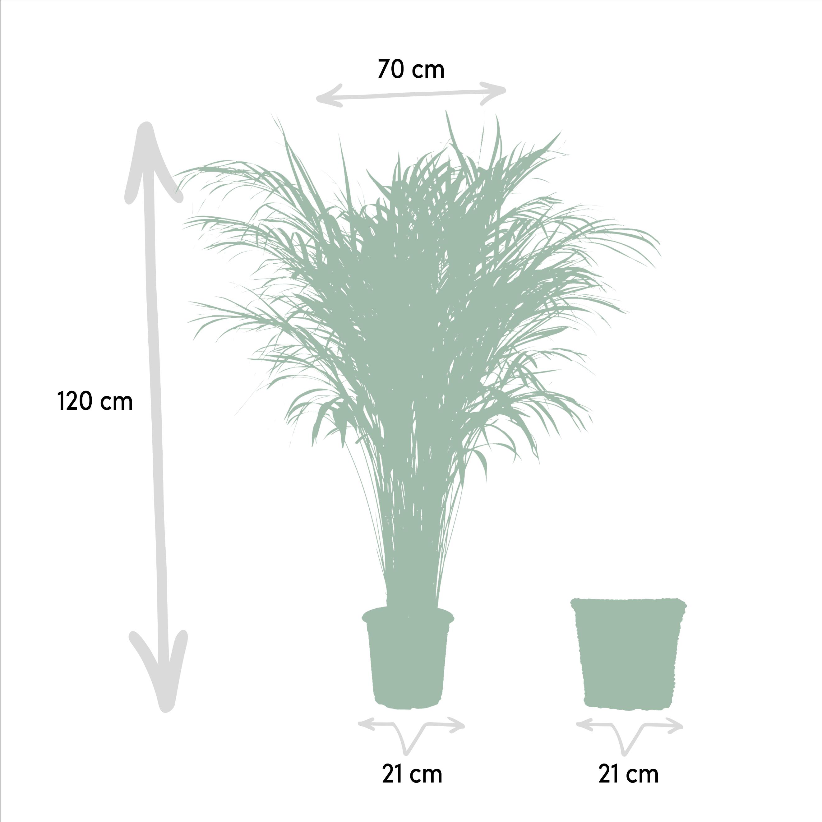 Everyplants Areca met mand - ↨110cm -Ø21cm (7440845832849)