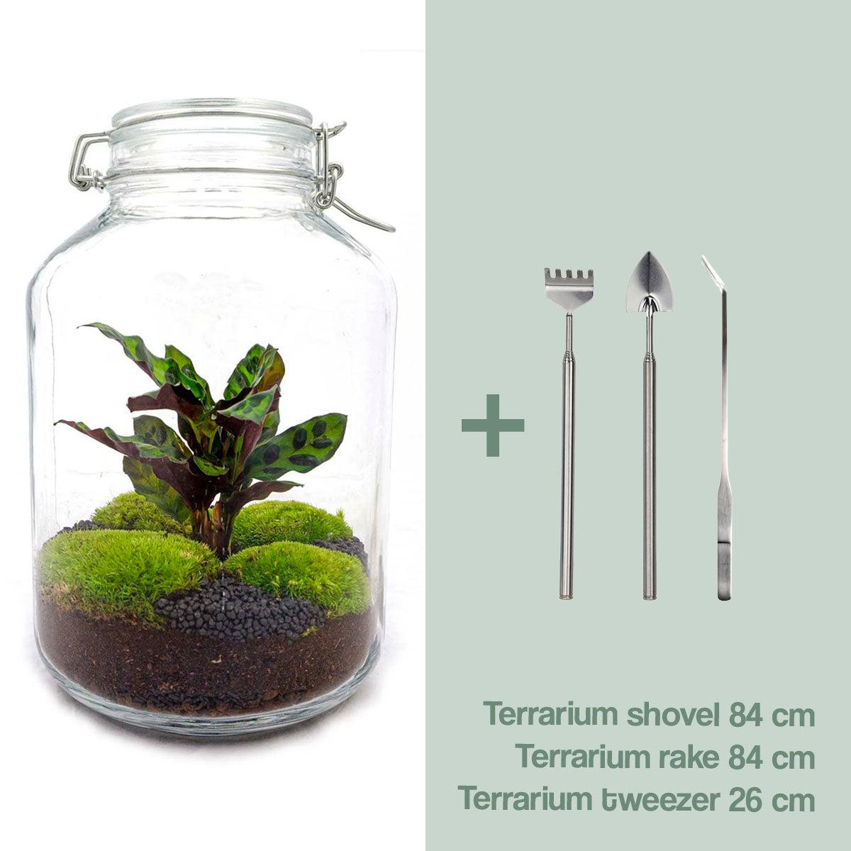 Urbanjngl DIY terrarium - Jar Calathea - ↕ 28 cm - Normal (8719327448687)