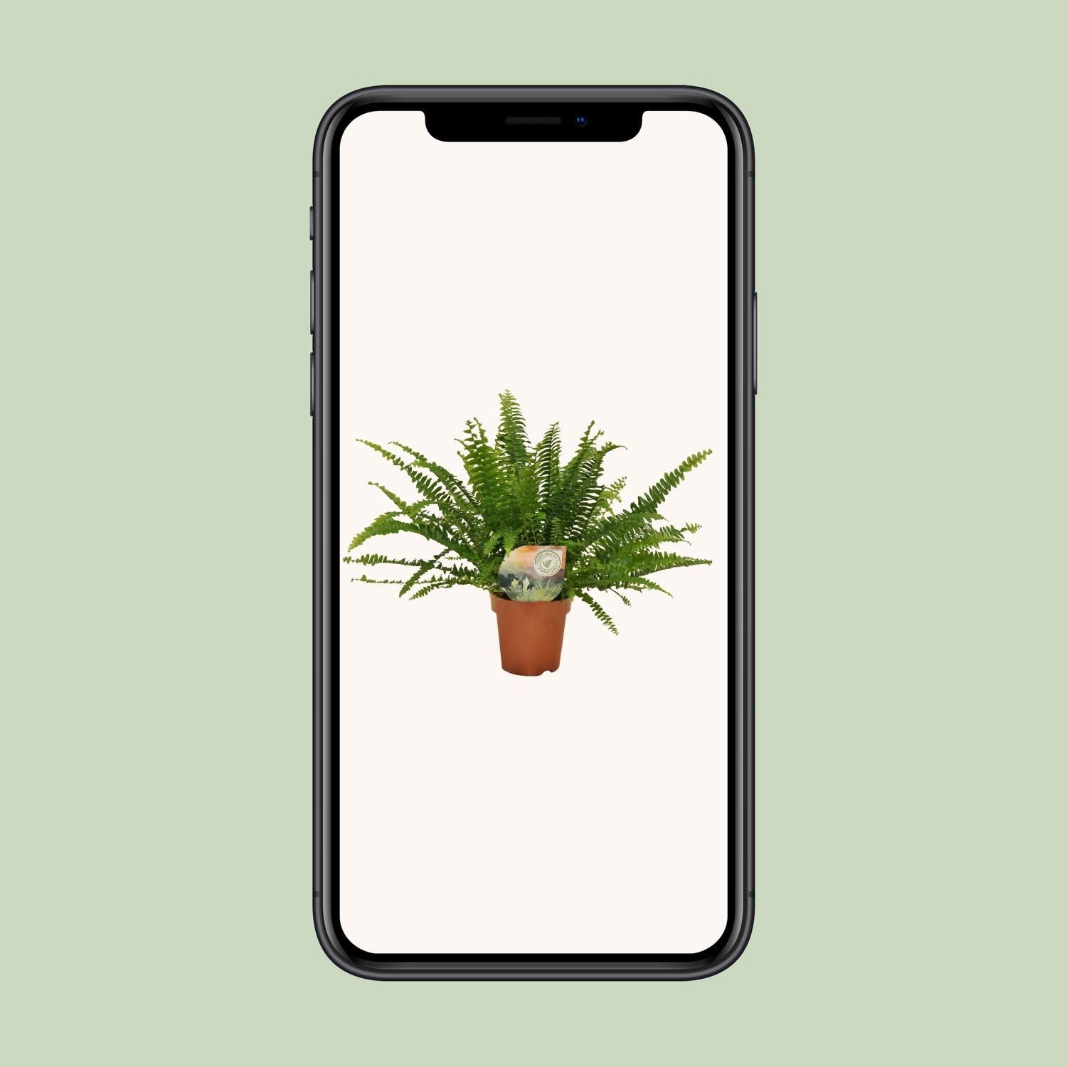 Meergroothandel Nephrolepis Green Lady - Ø12cm - 30cm (8720634287371)