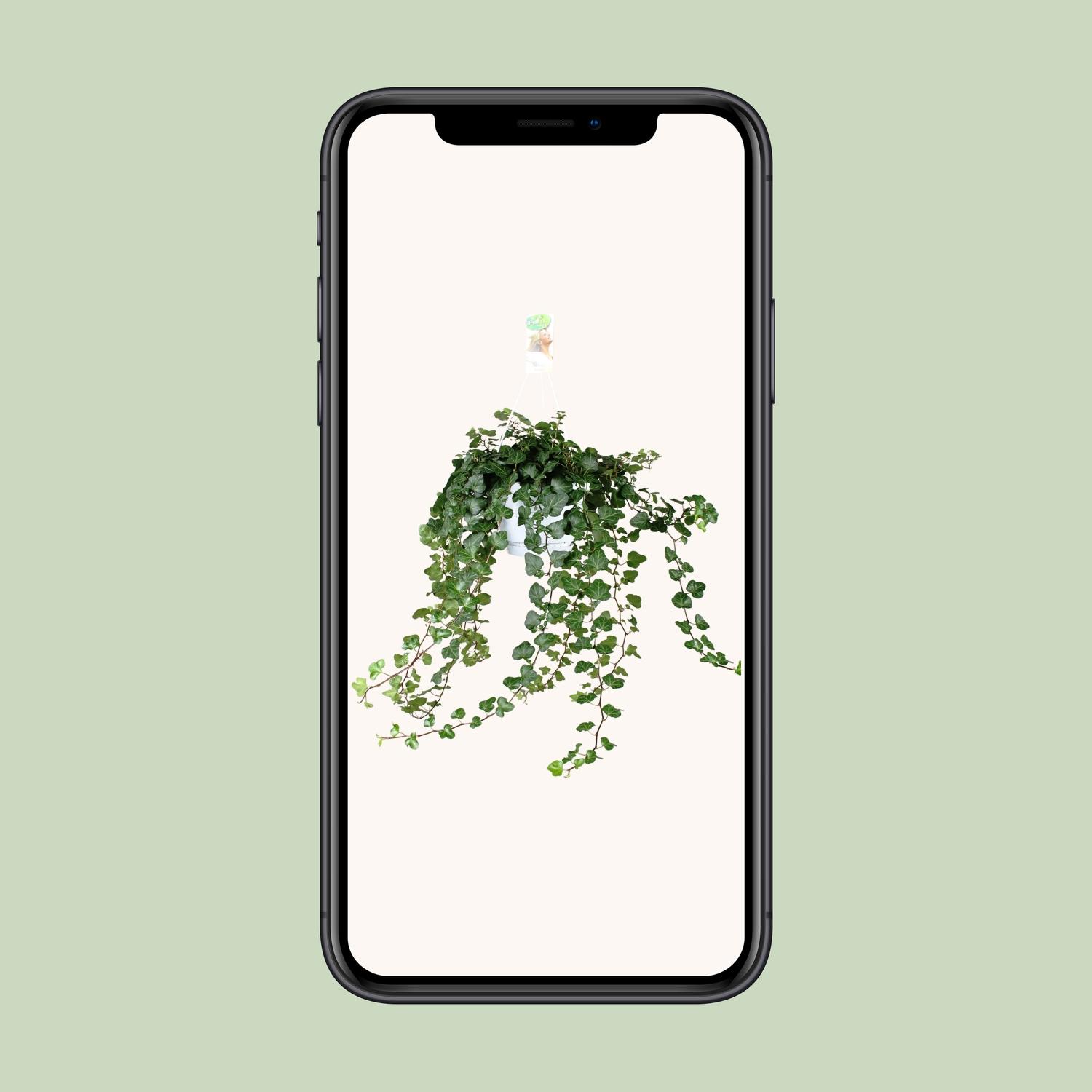 Meergroothandel Hedera Wonder Green - Ø24cm - ↕70cm - Ø17 - ↨70cm (8720634284608)