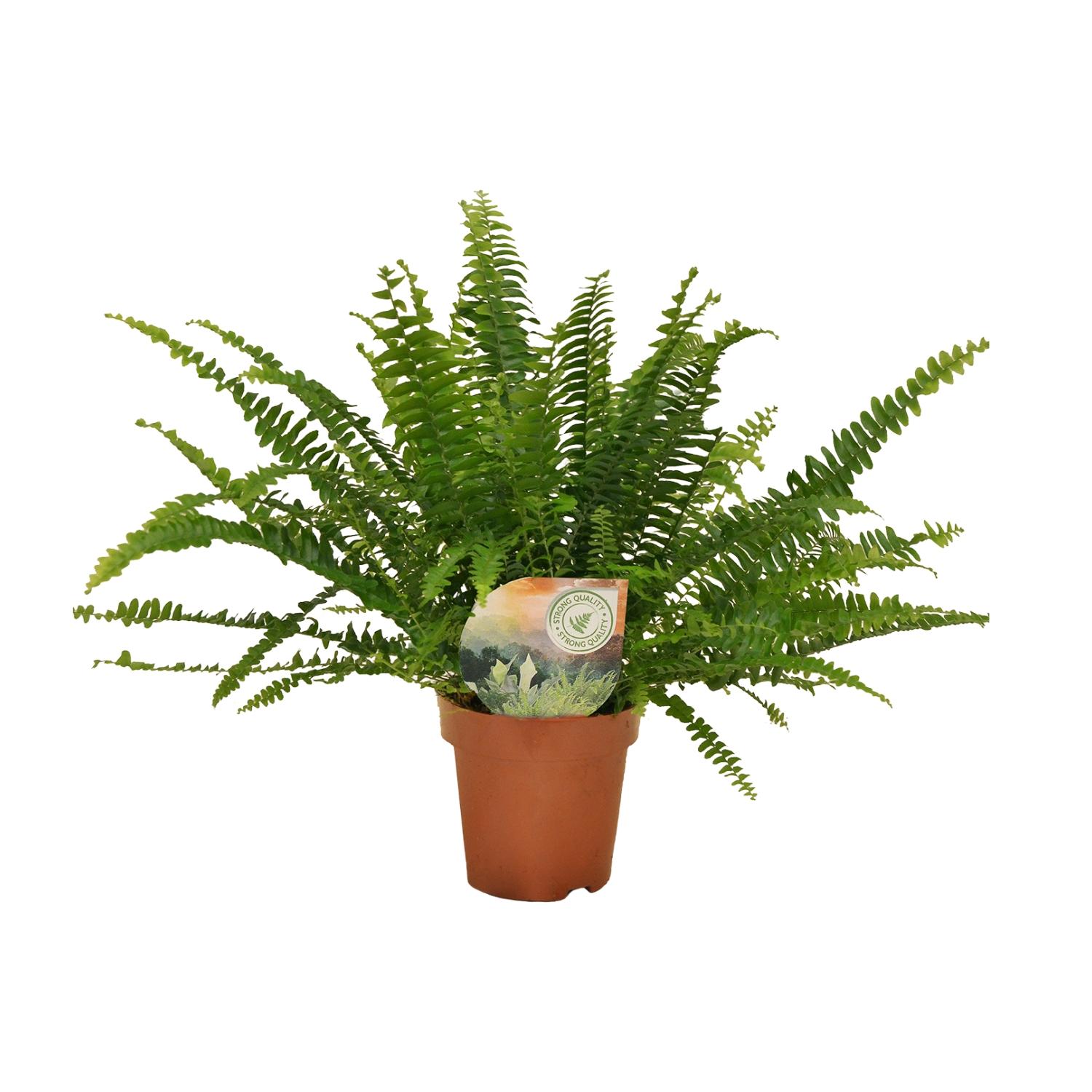 Meergroothandel Nephrolepis Green Lady - Ø12cm - 30cm (8720634287371)