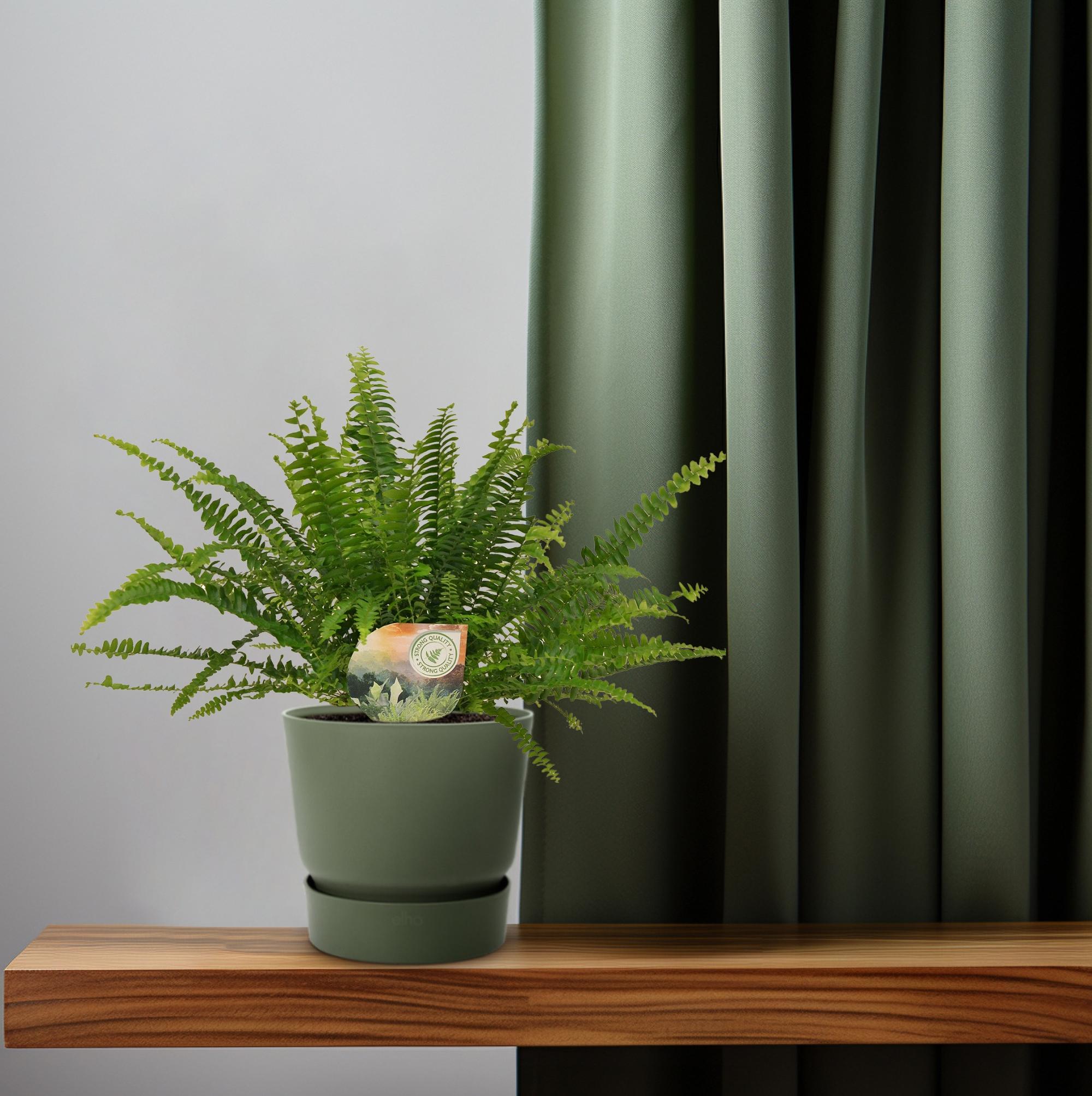 Meergroothandel Nephrolepis Green Lady - Ø12cm - 30cm (8720634287371)