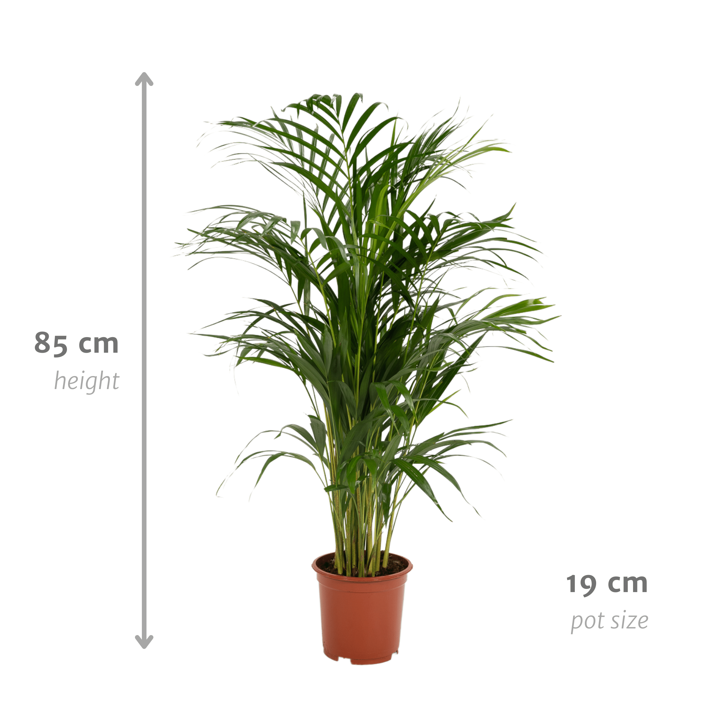 Everyplants Areca palm - Ø19cm - ↕85cm (8720634285780)
