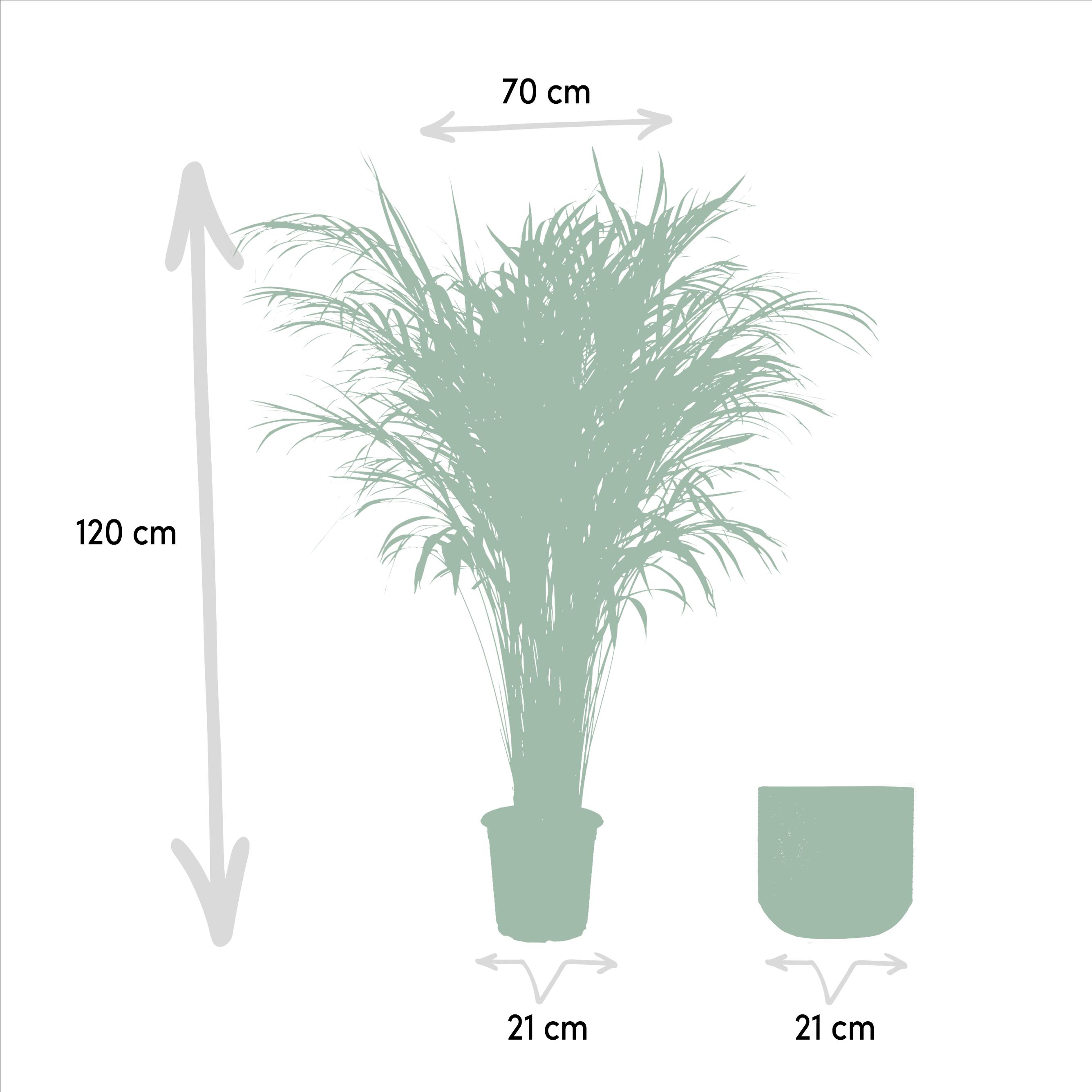 Everyplants Areca palm met pot - ↨110cm - Ø21cm (8720634280327)