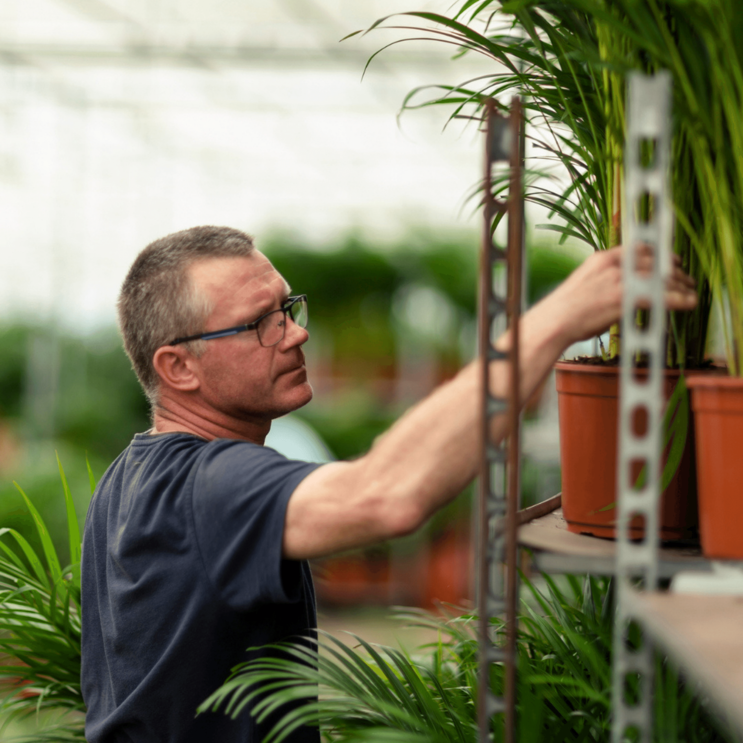 Everyplants Areca palm - Ø19cm - ↕85cm (8720634285780)