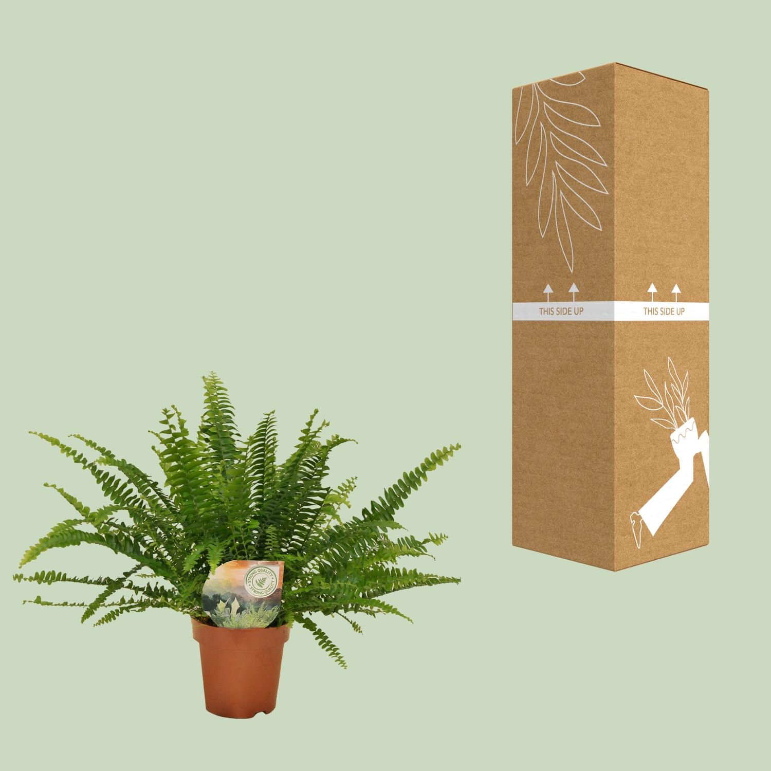 Meergroothandel Nephrolepis Green Lady - Ø12cm - 30cm (8720634287371)