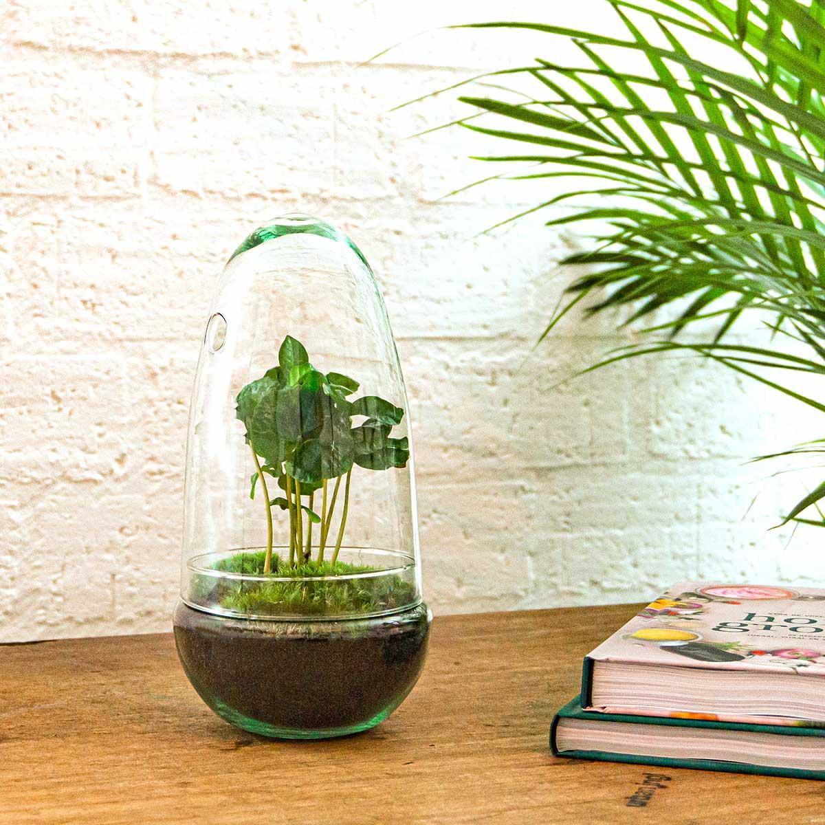 Urbanjngl DIY terrarium - Egg Coffea Arabica - ↕ 25 cm (8720872020150)