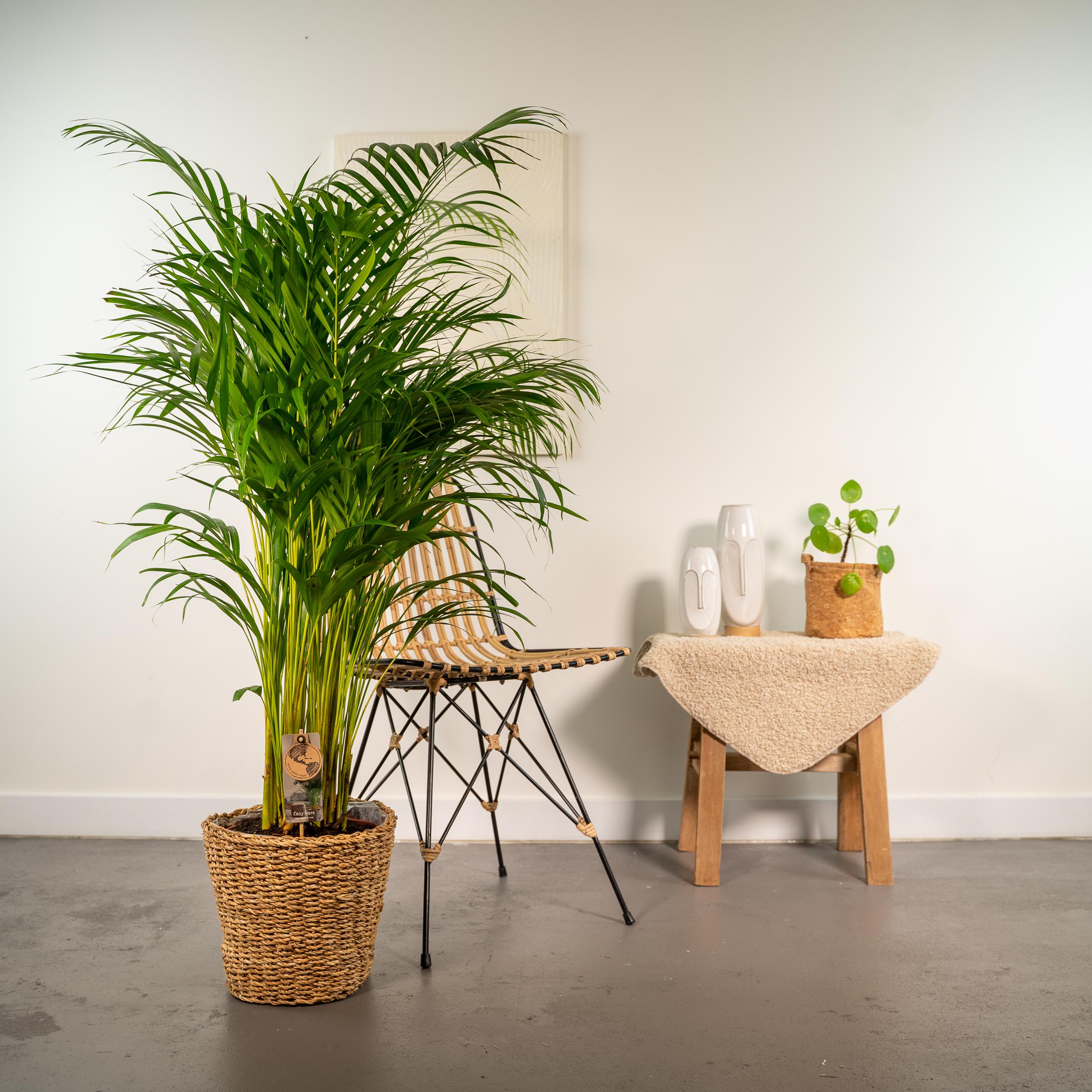 Everyplants Areca met mand - ↨130cm - Ø24cm (8720634280303)