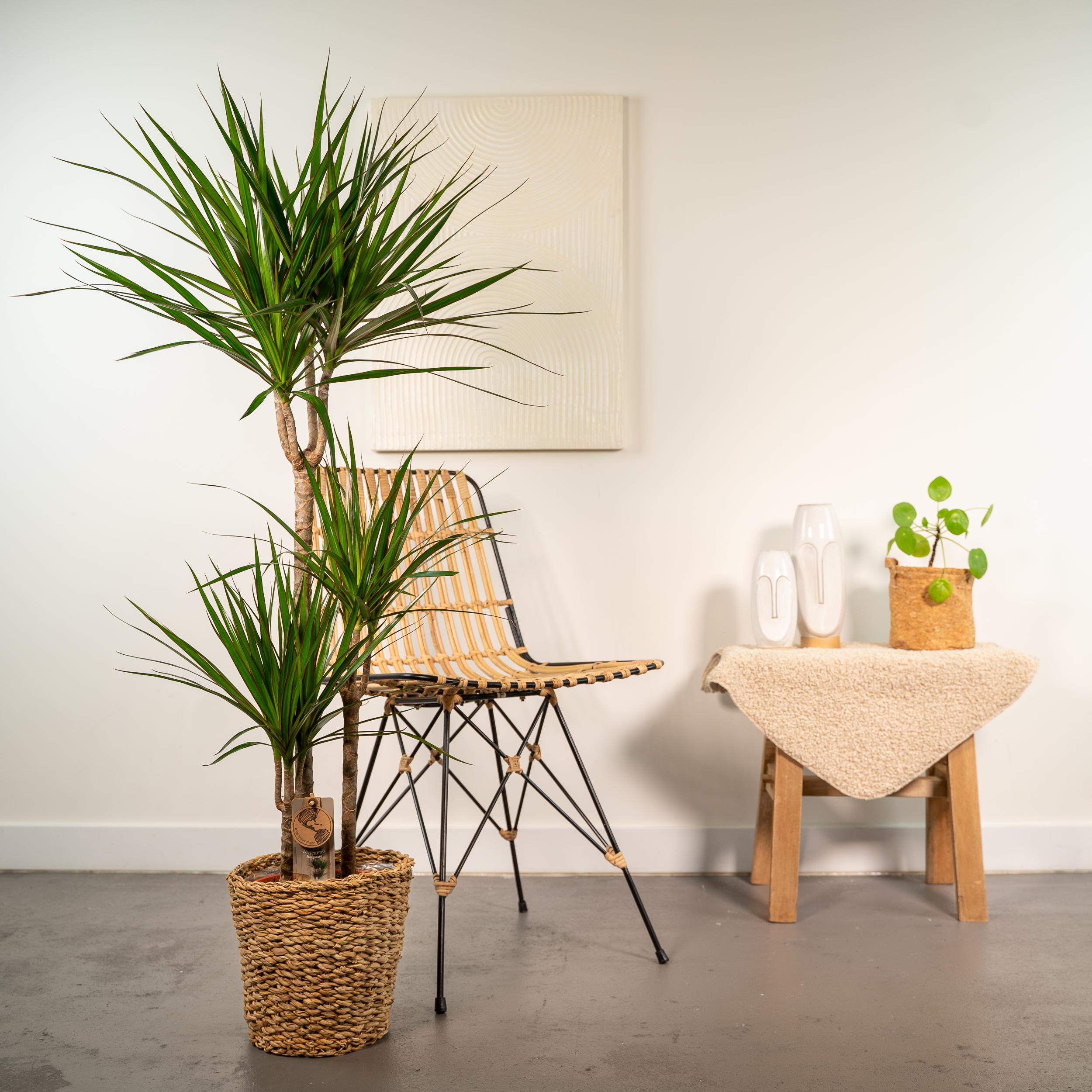Everyplants Dracaena met mand - ↨120cm - Ø21cm (8720634280334)