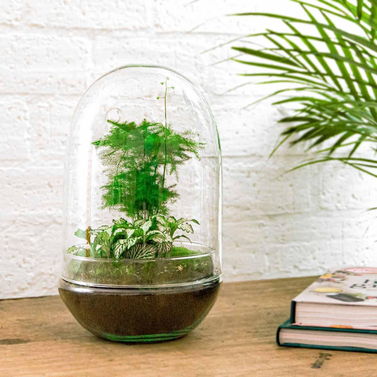 Urbanjngl DIY terrarium - Egg XL - ↕ 30 cm (8720872020181)
